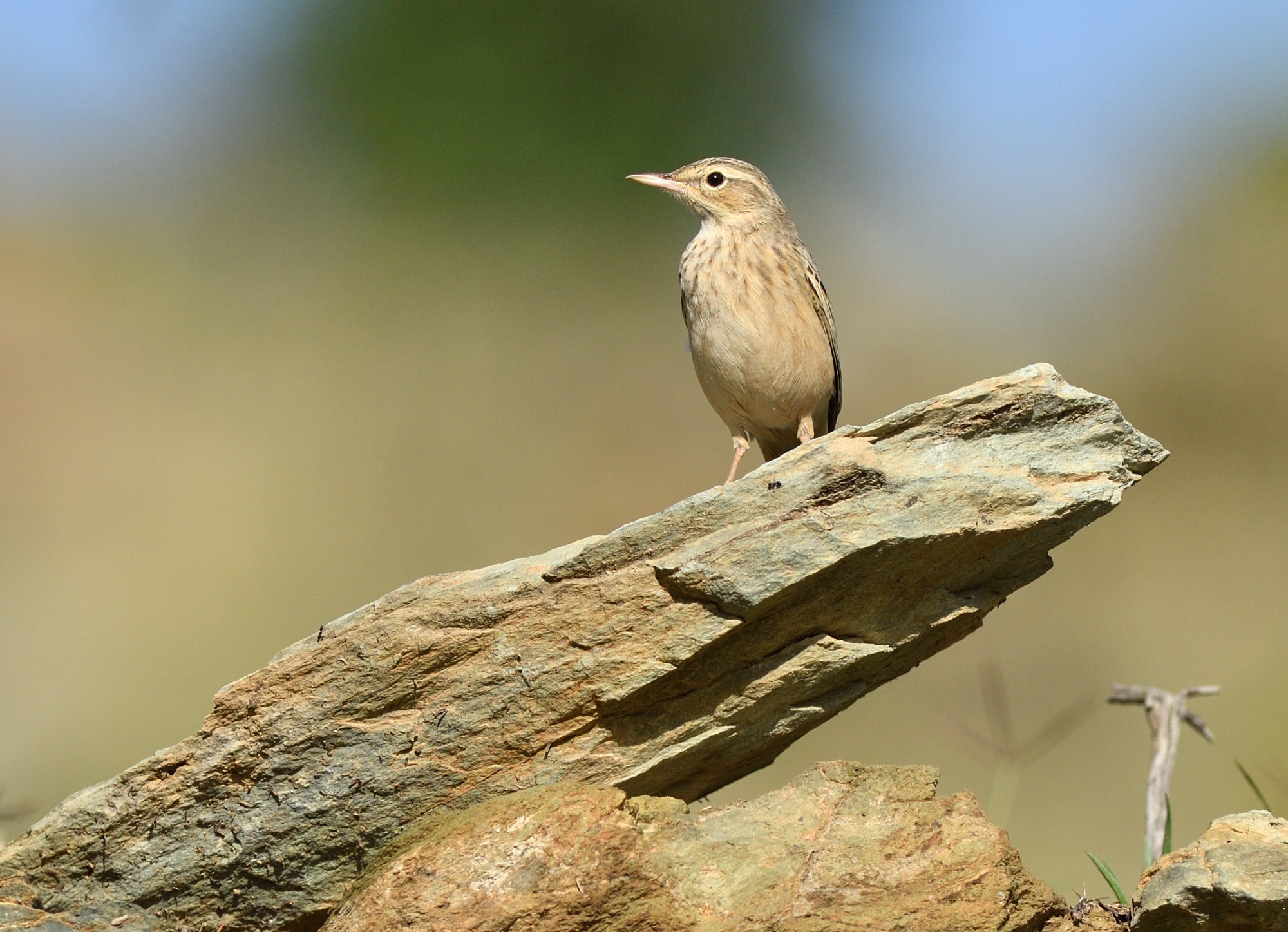 Long-billed Pipit