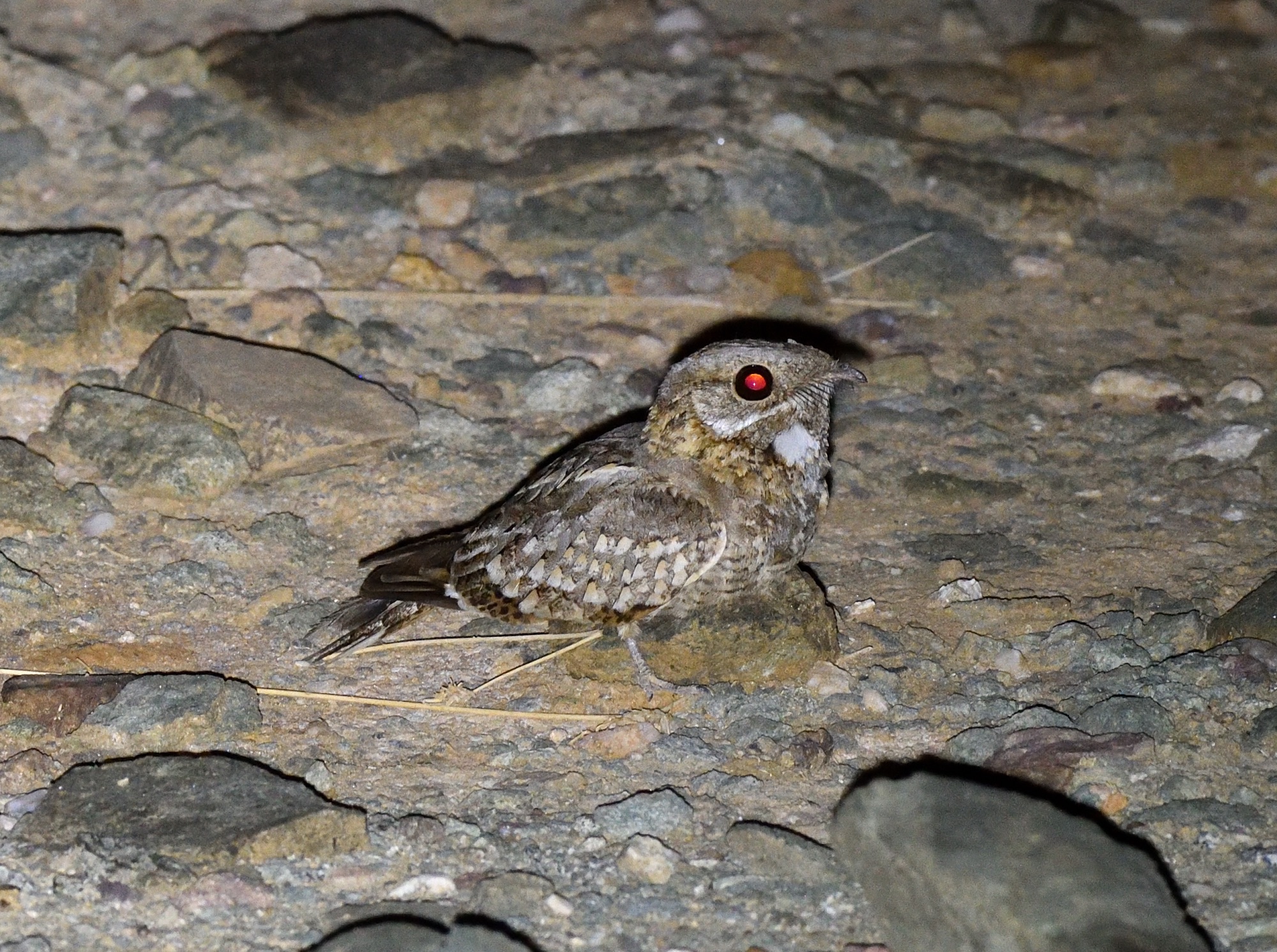 Nubian Nightjar