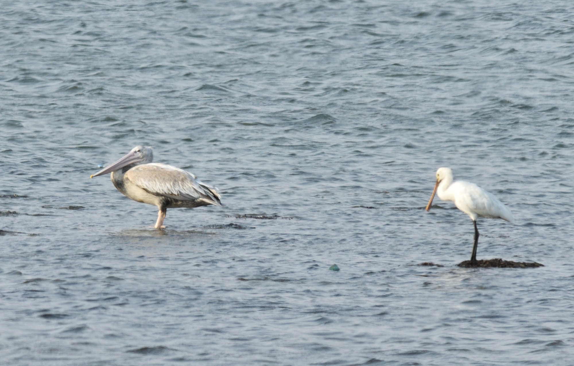 Pink-backed Pelican