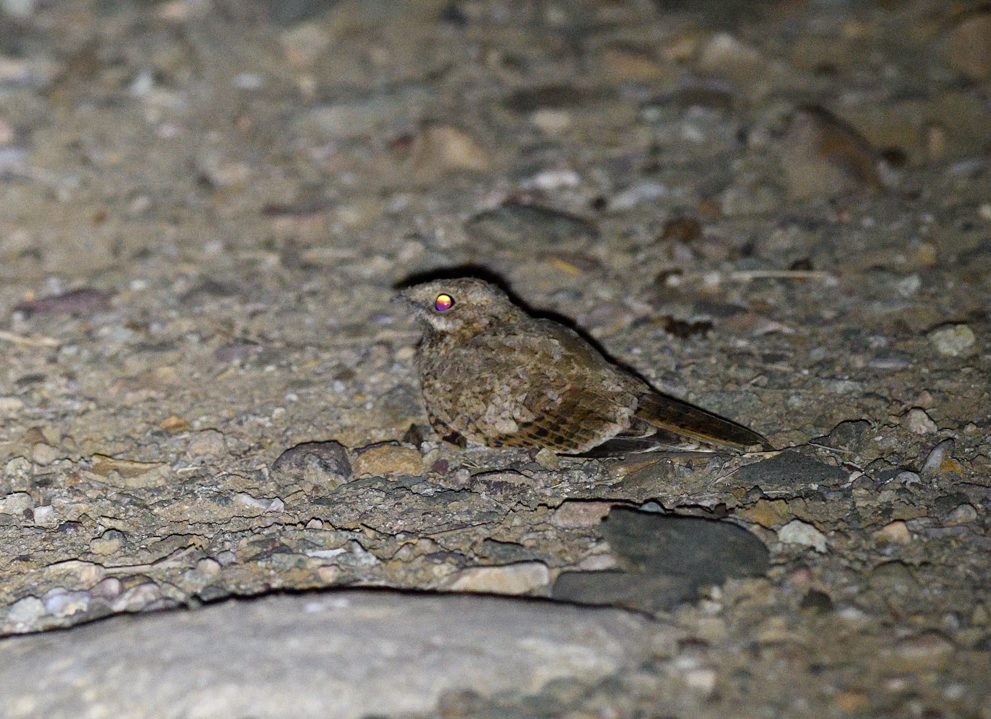 Plain Nightjar