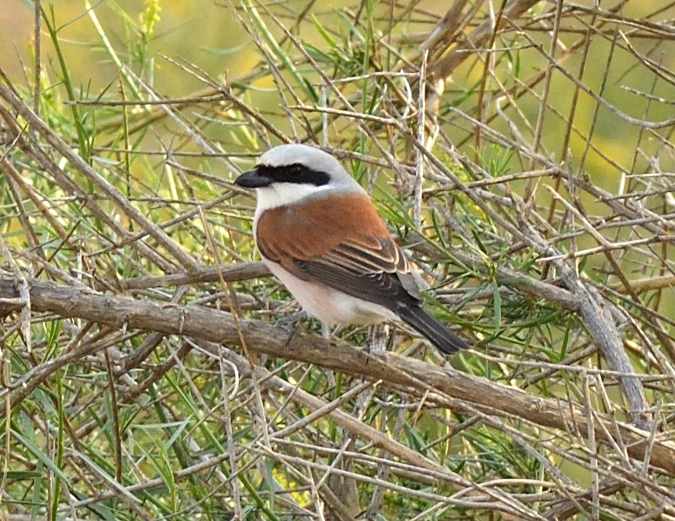 red-backed Shrike