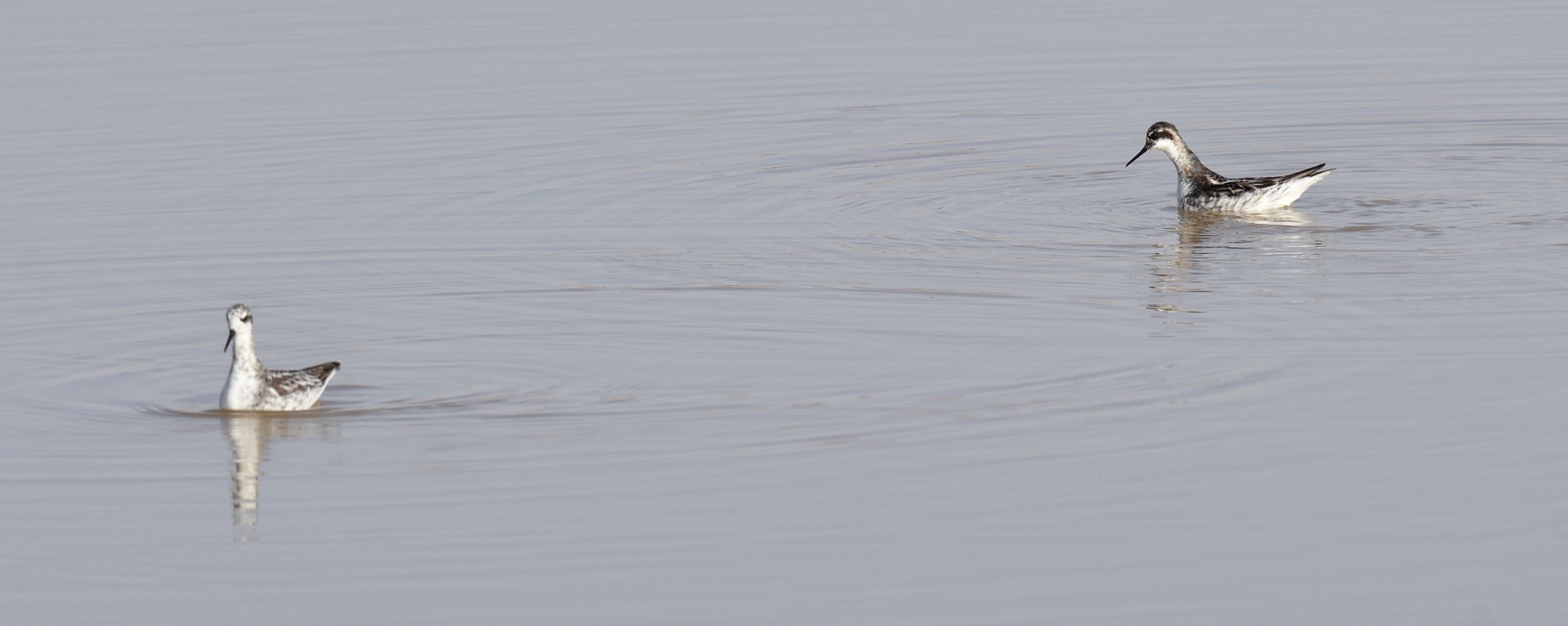 red-necked phalaropes