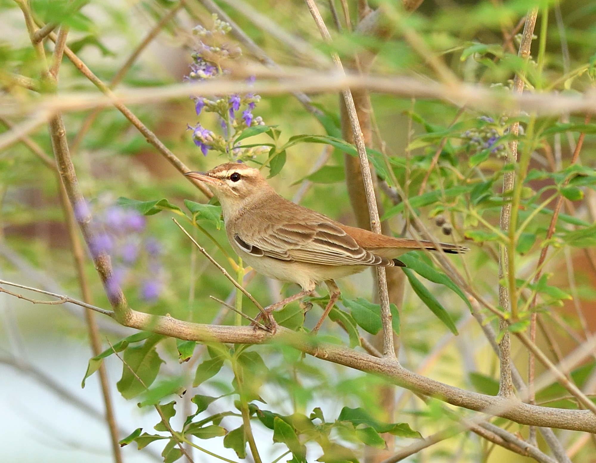 Rufous Bush-robin