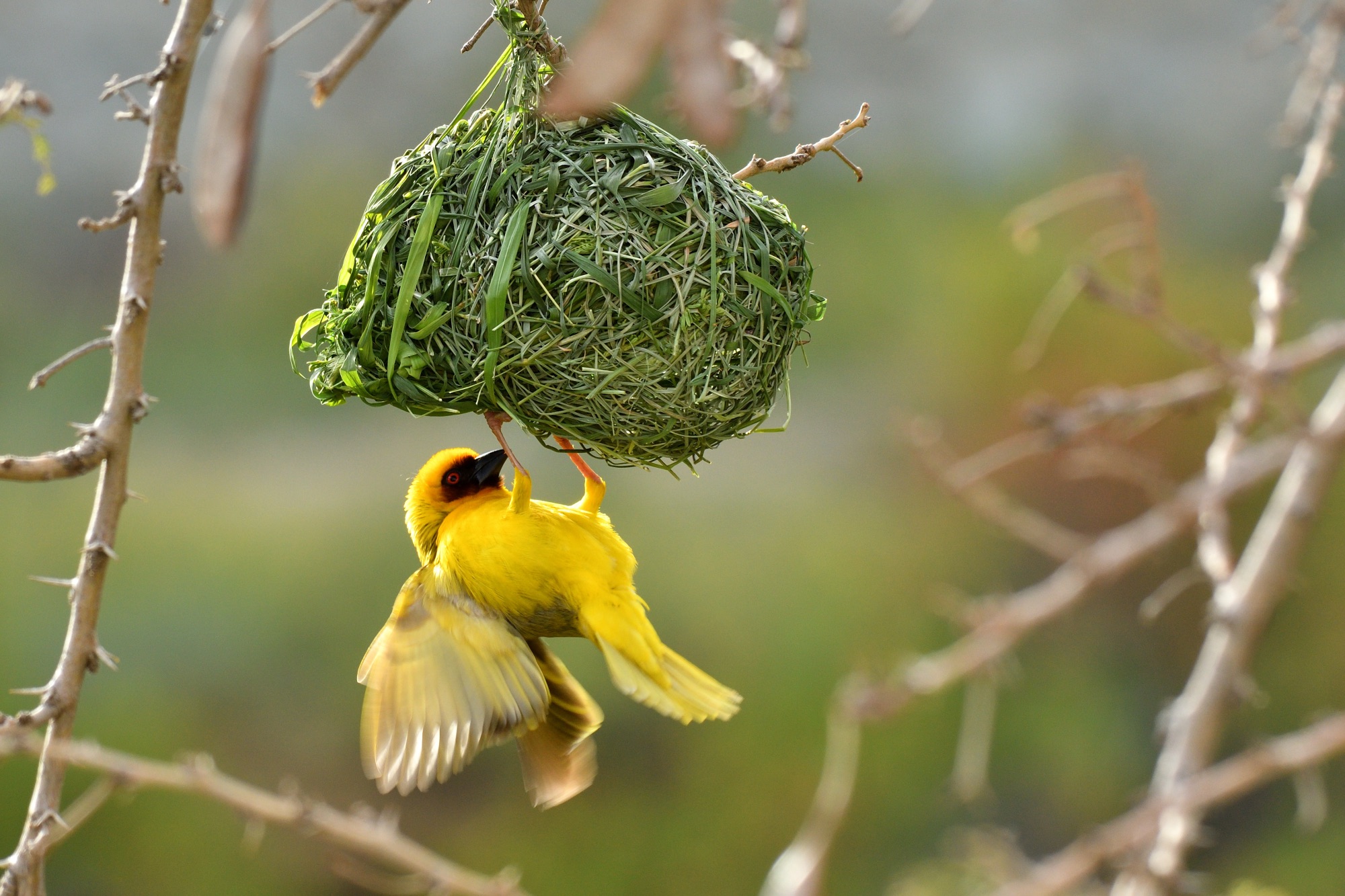 Ruppell's Weaver