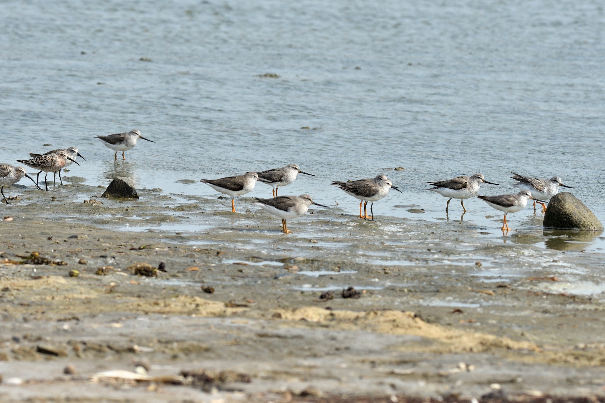 terek and curlew sandpipers