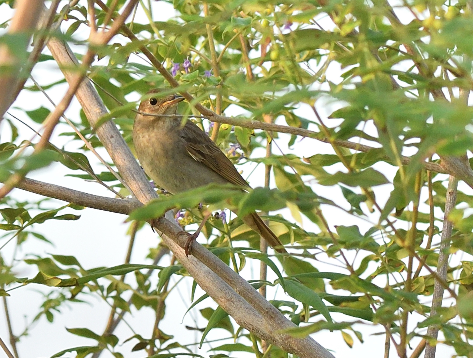 thrush nightingale