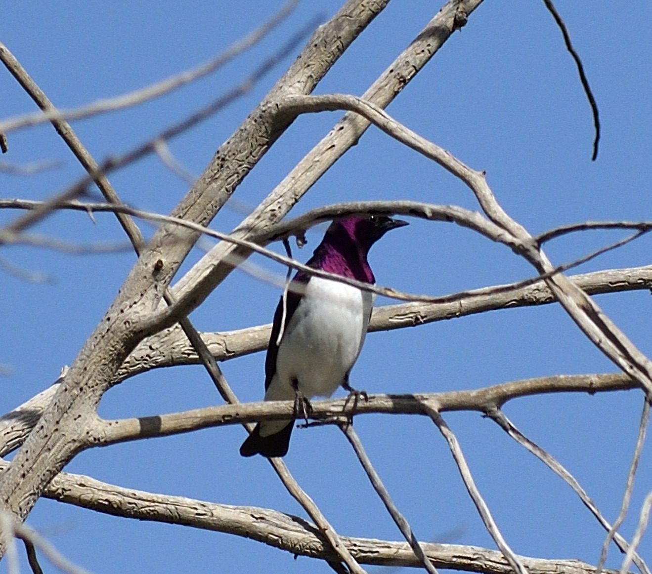 Violet-backed Starling