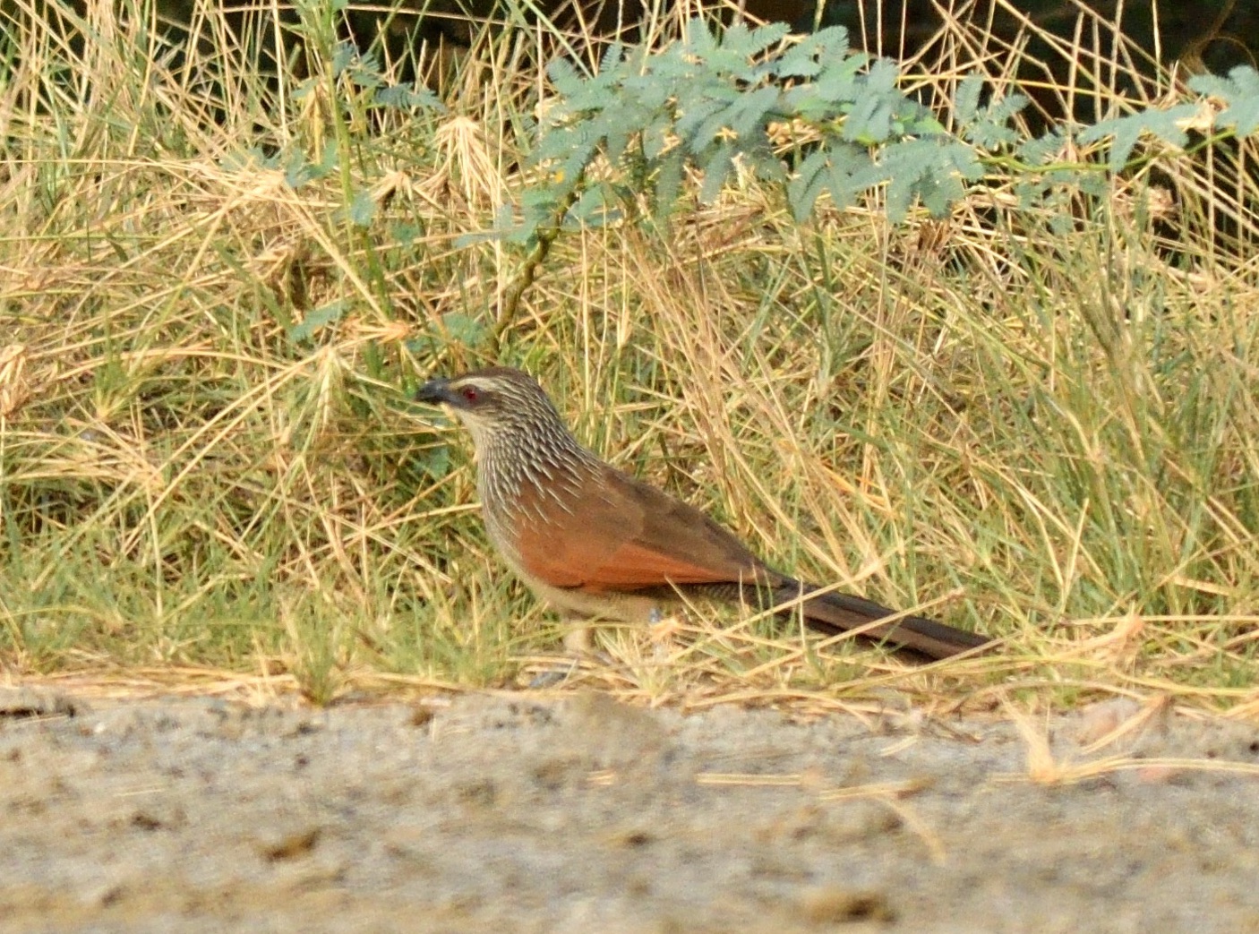 White-browed coucal