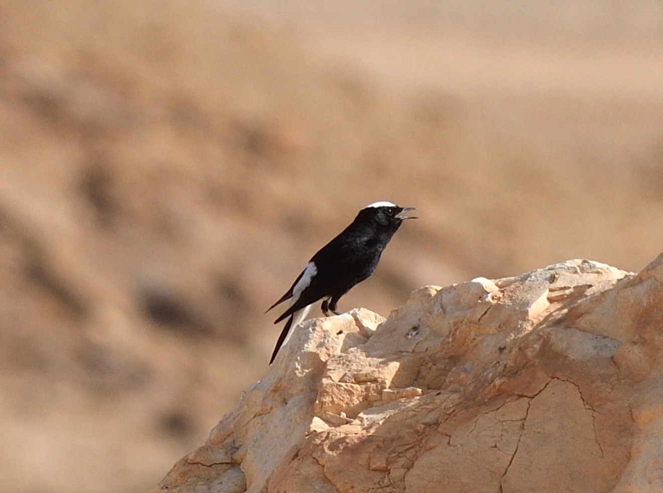 white-crowned wheatear