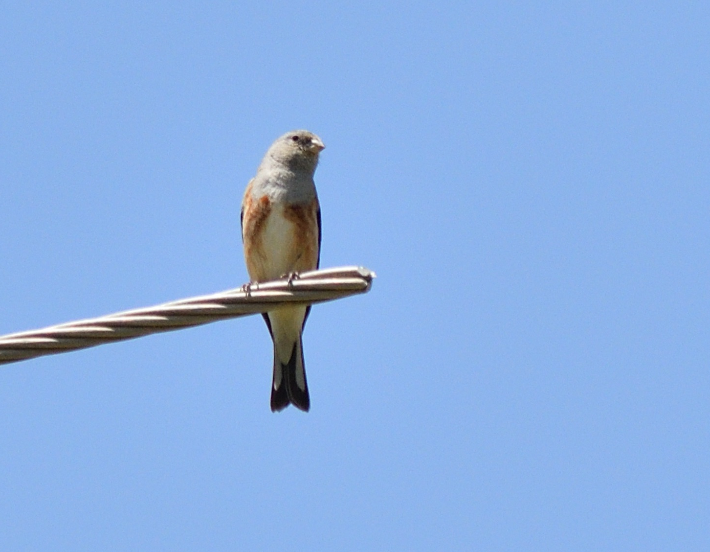 Yemen Linnet