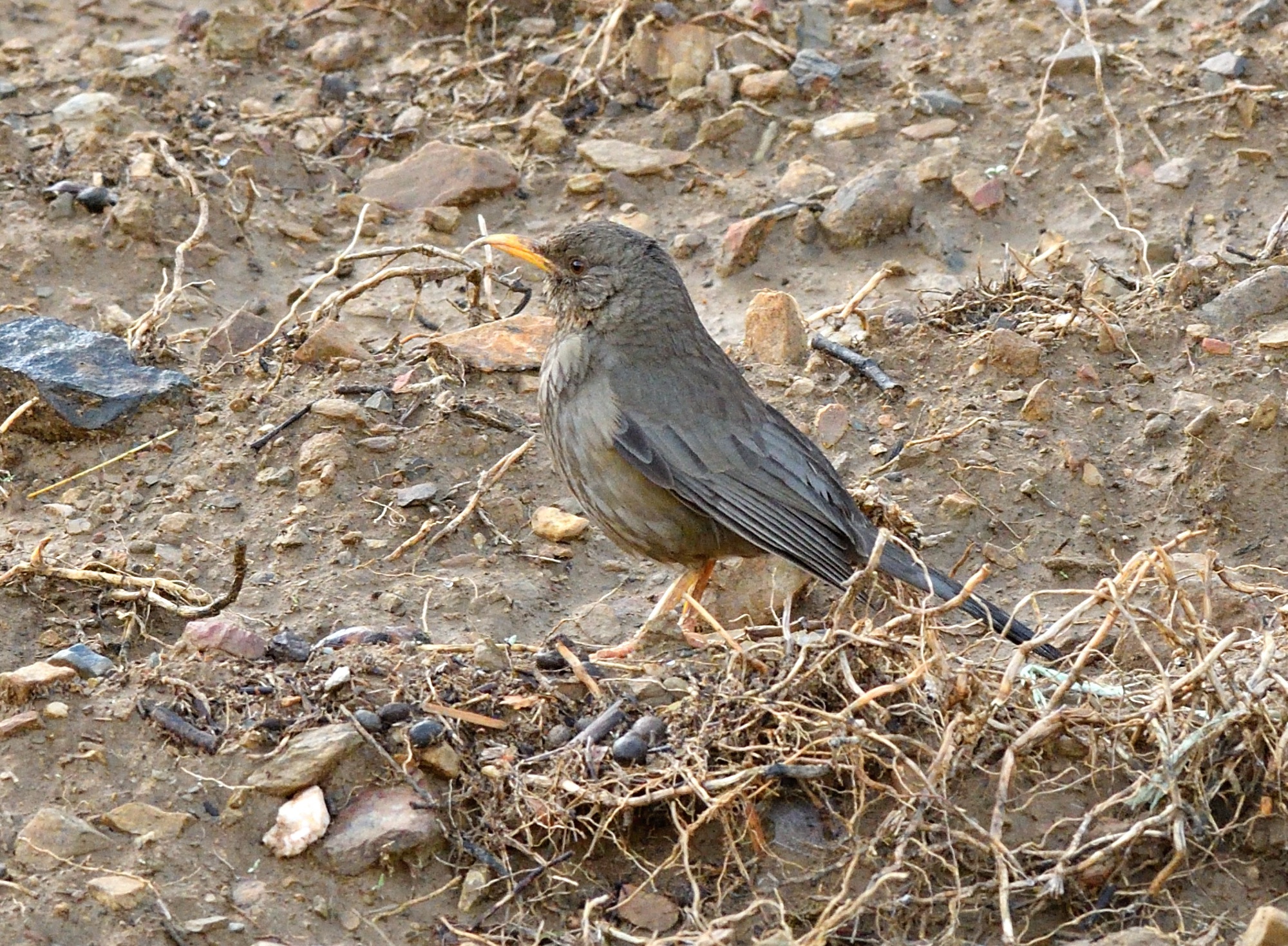 Yemen Thrush