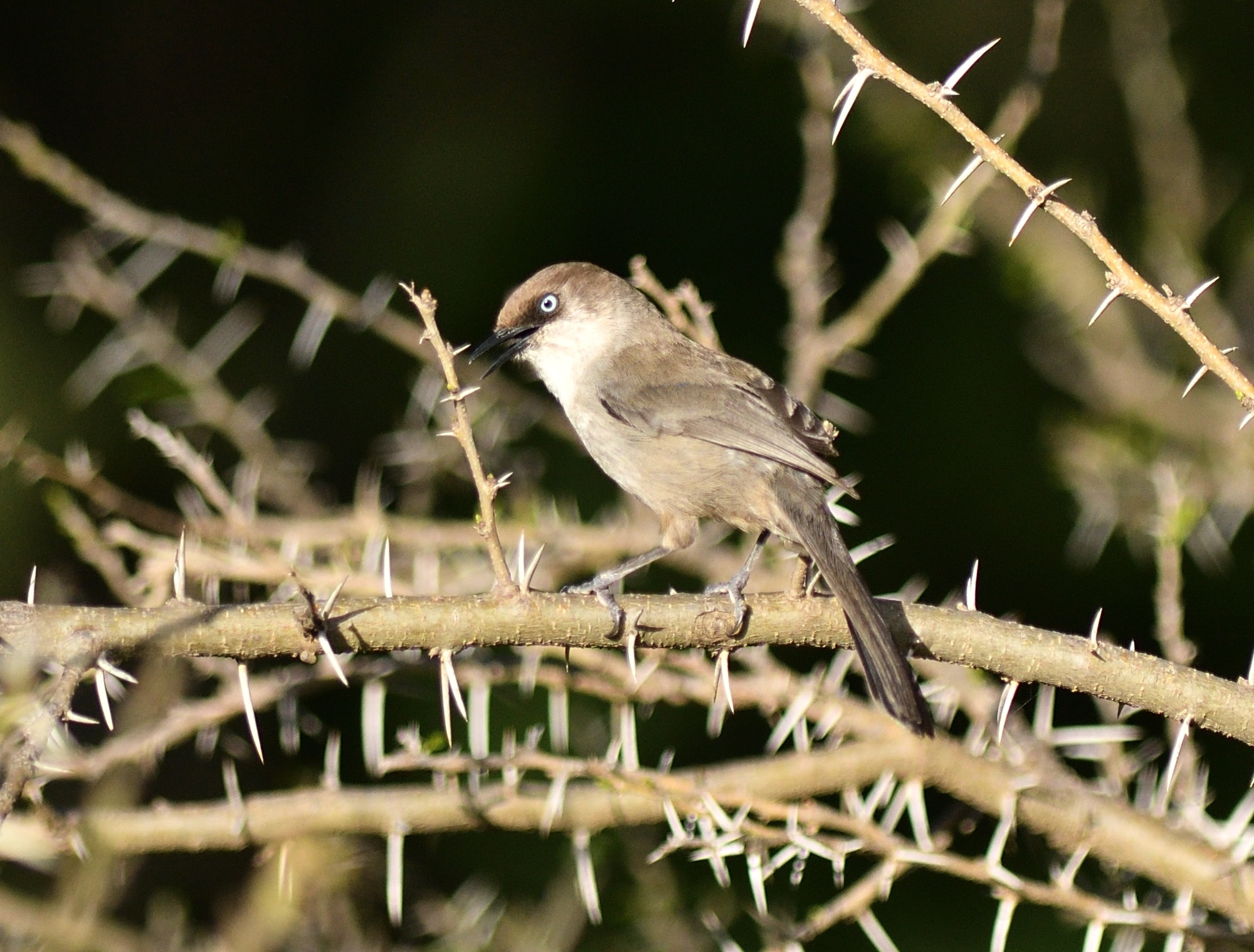 Yemen Warbler