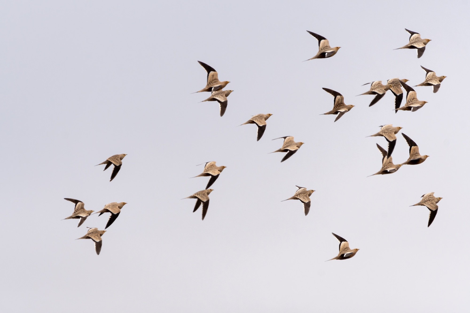 Chestnut-bellied Sandgrouse