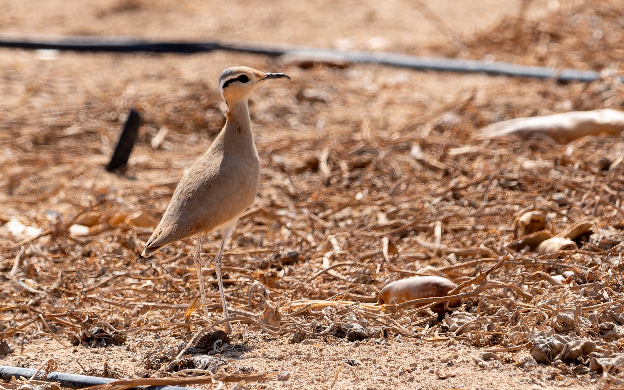 cream-coloured courser