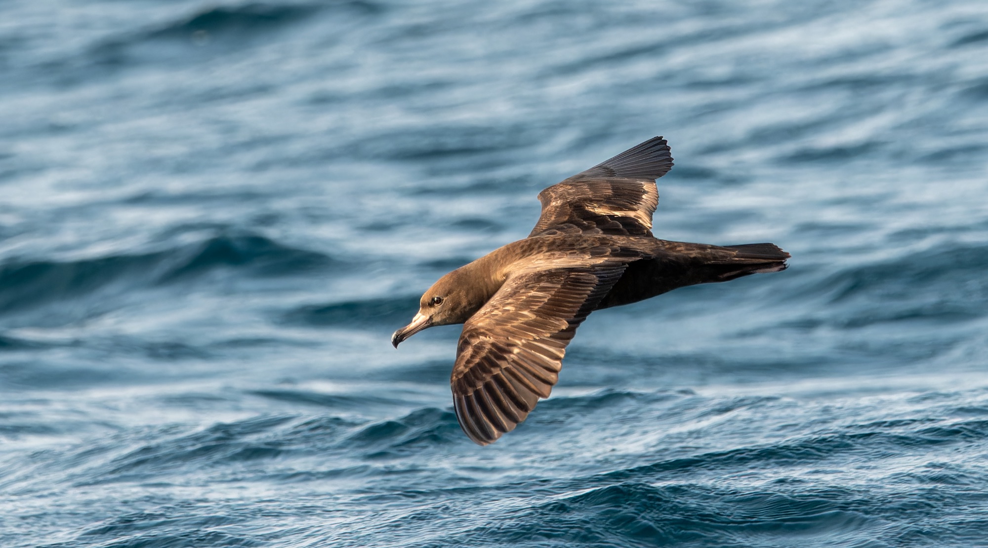 Flesh-footed Shearwater