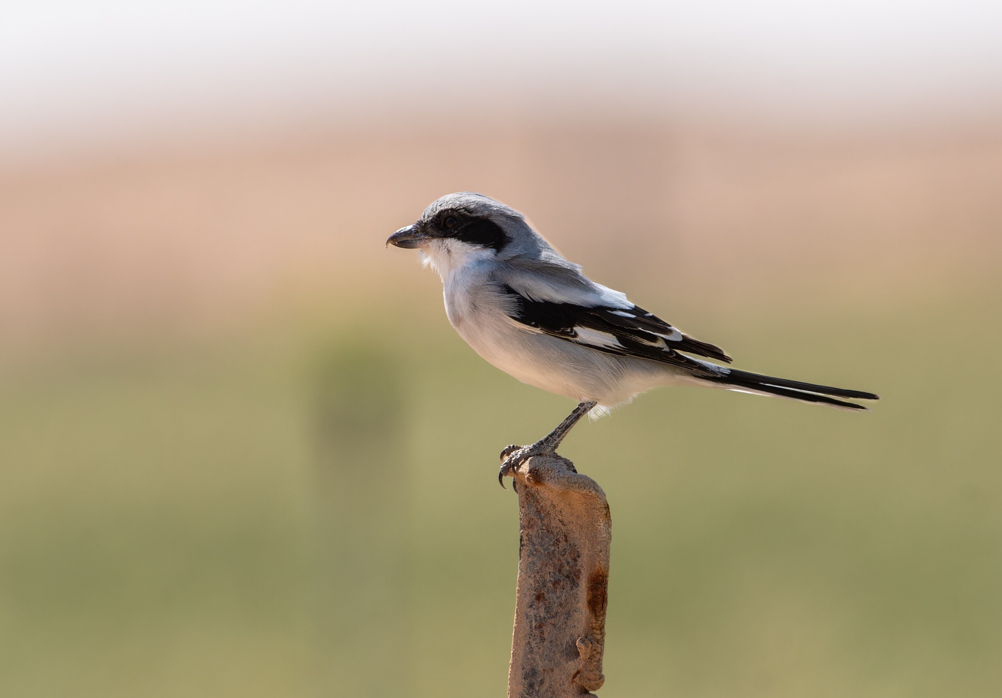 Great Grey Shrike