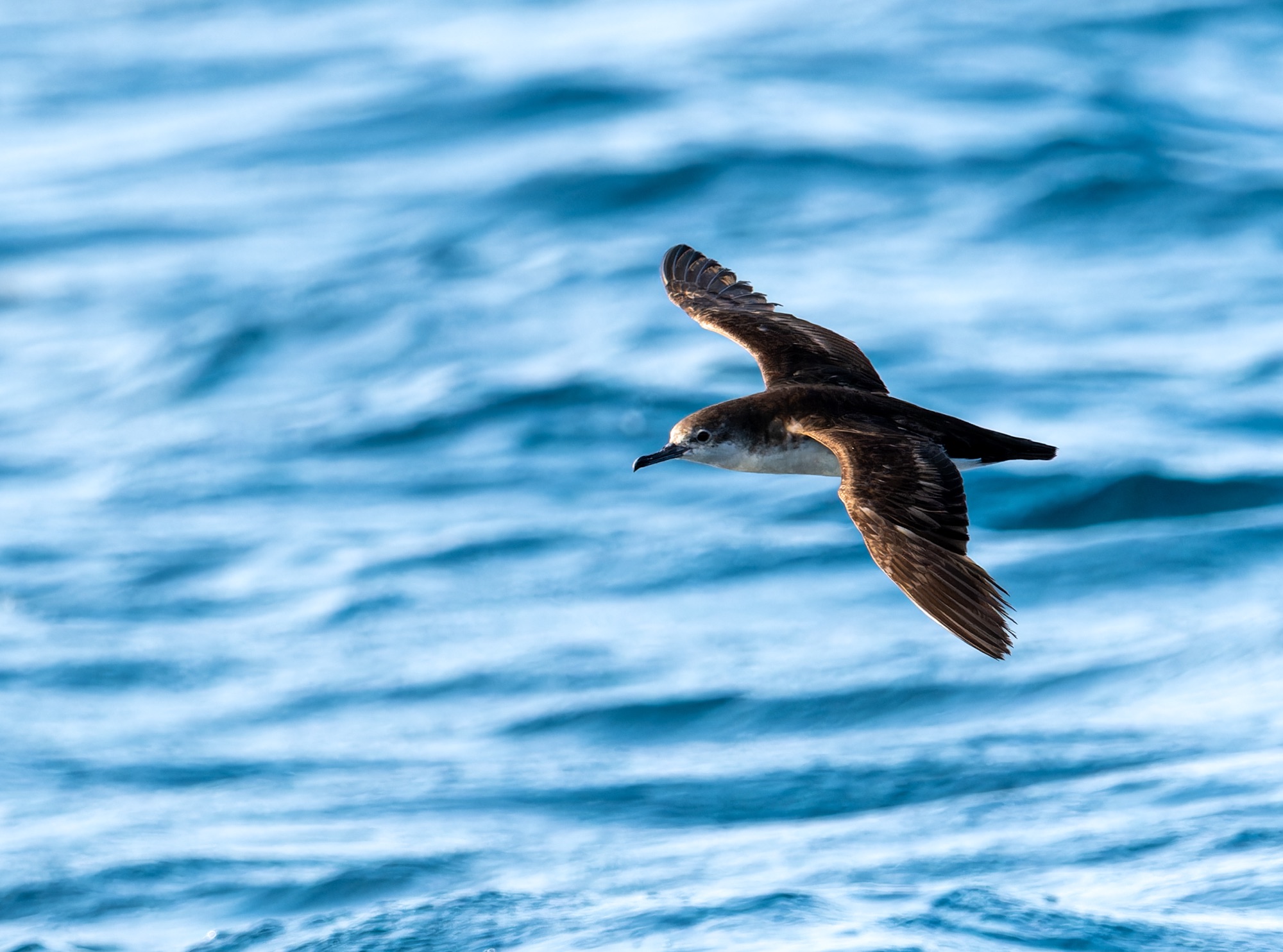 Persian Shearwater