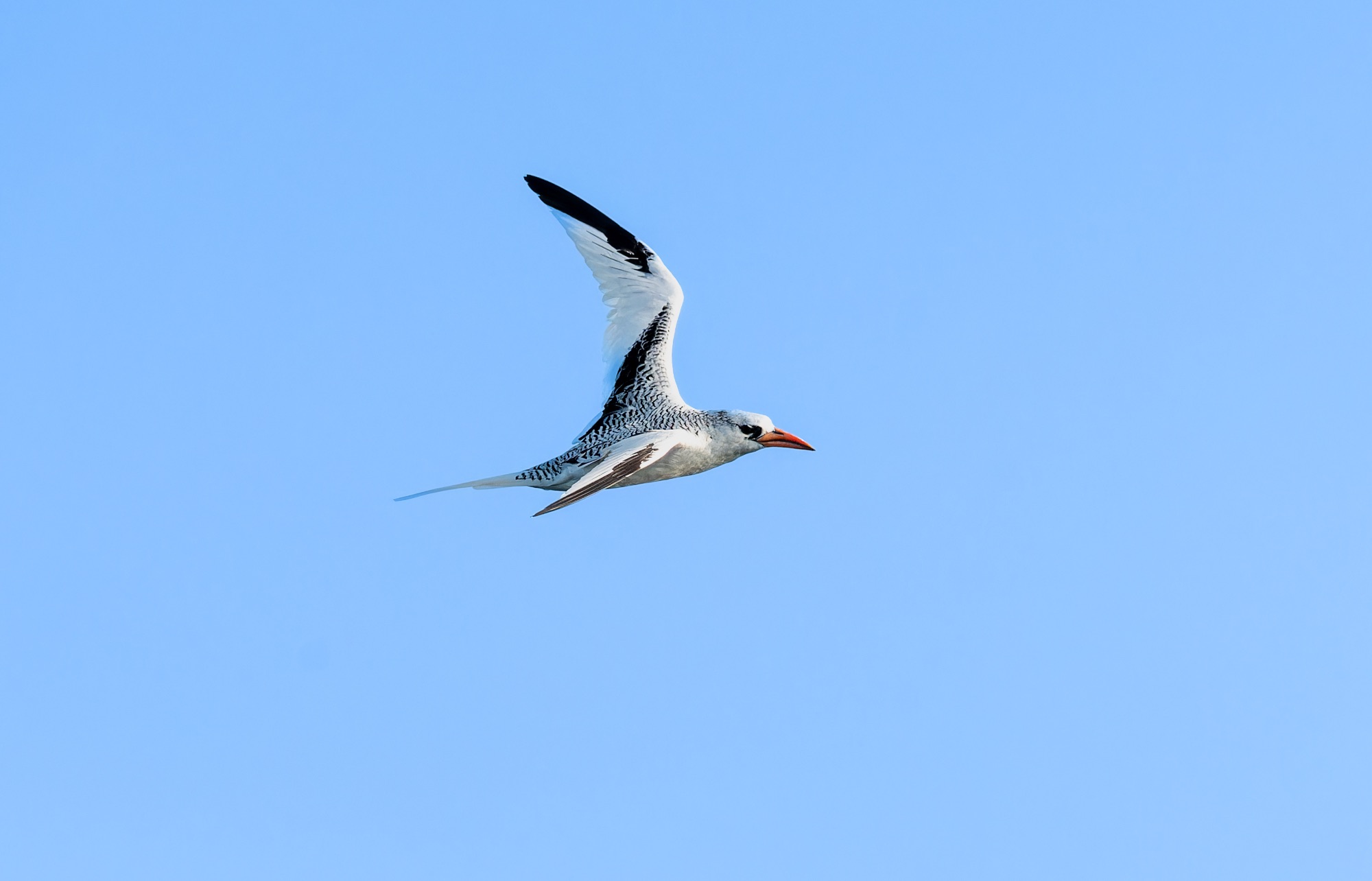 Red-billed Tropicbird