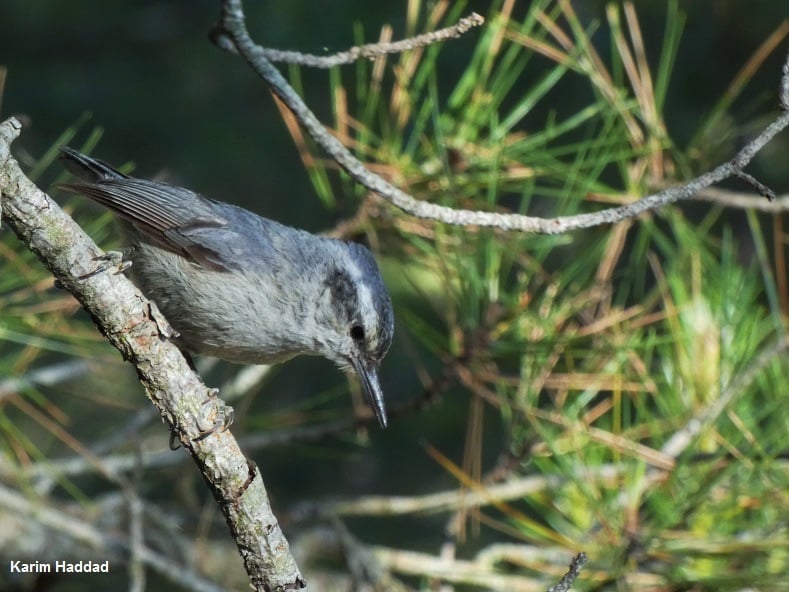Algerian Nuthatch