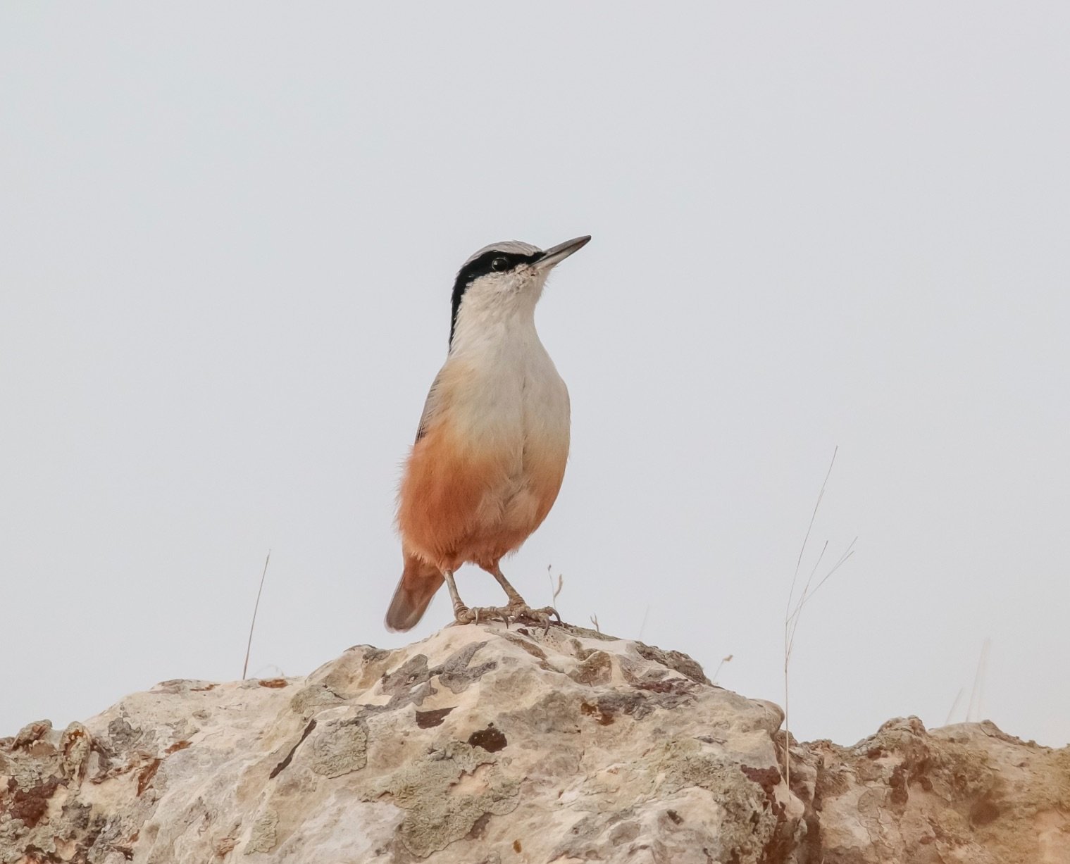 Eastern Rock Nuthatch