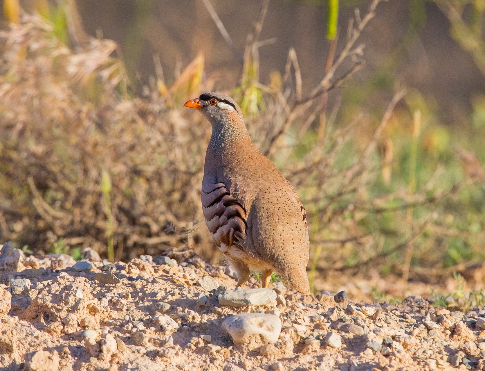 See-See Partridge