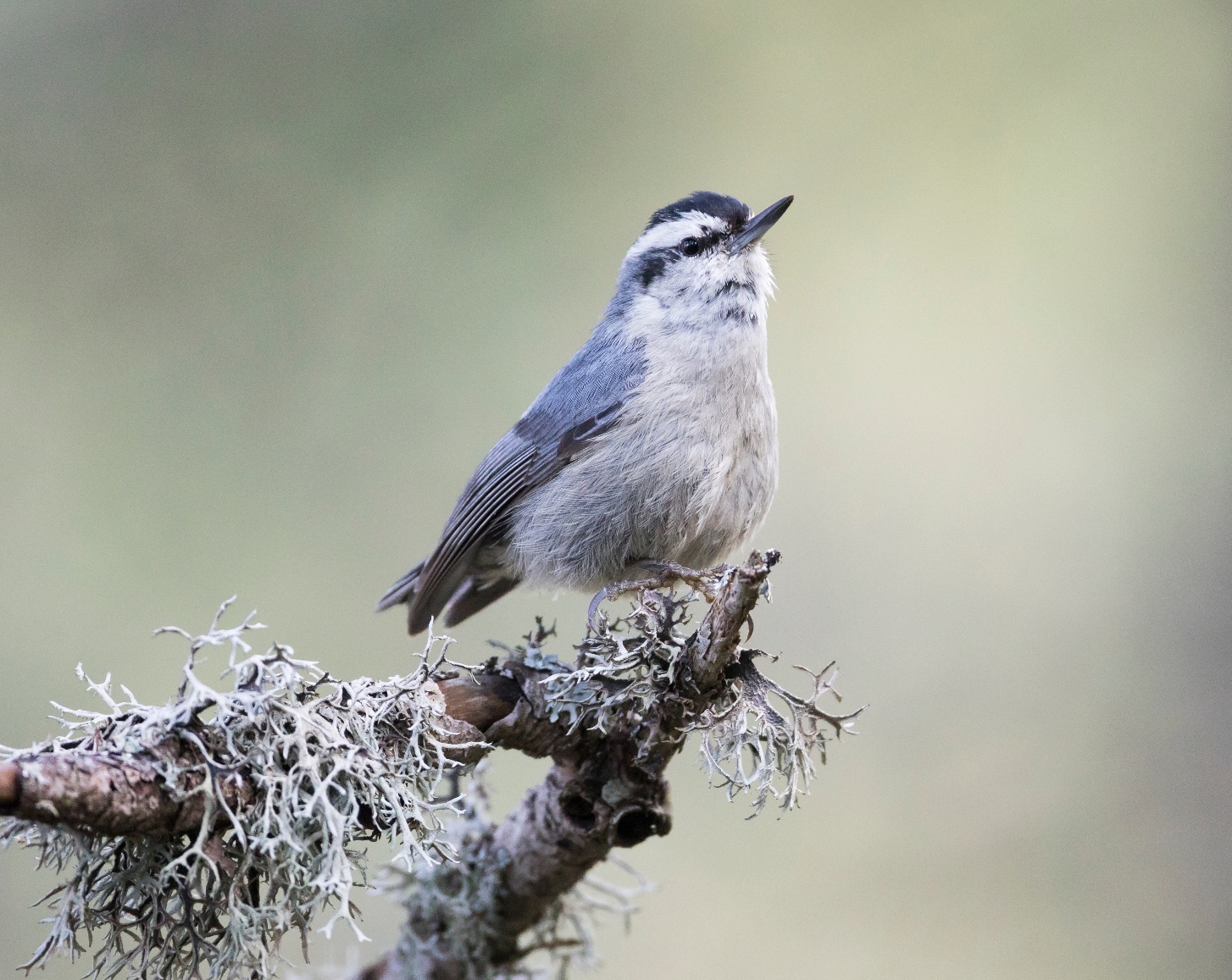 Corsican Nuthatch