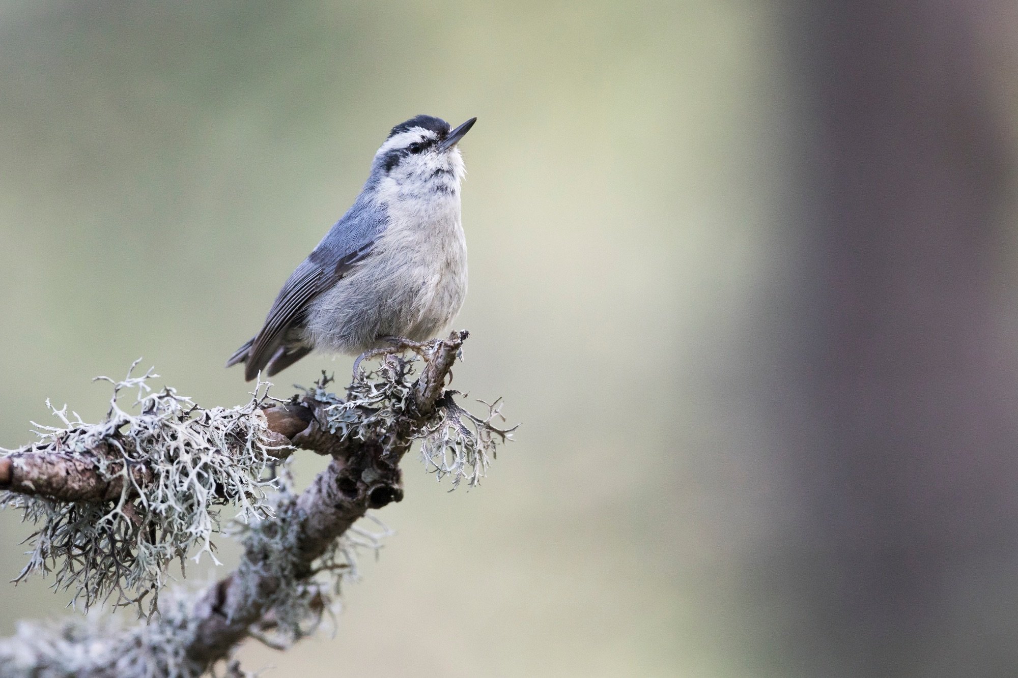 corsican nuthatch