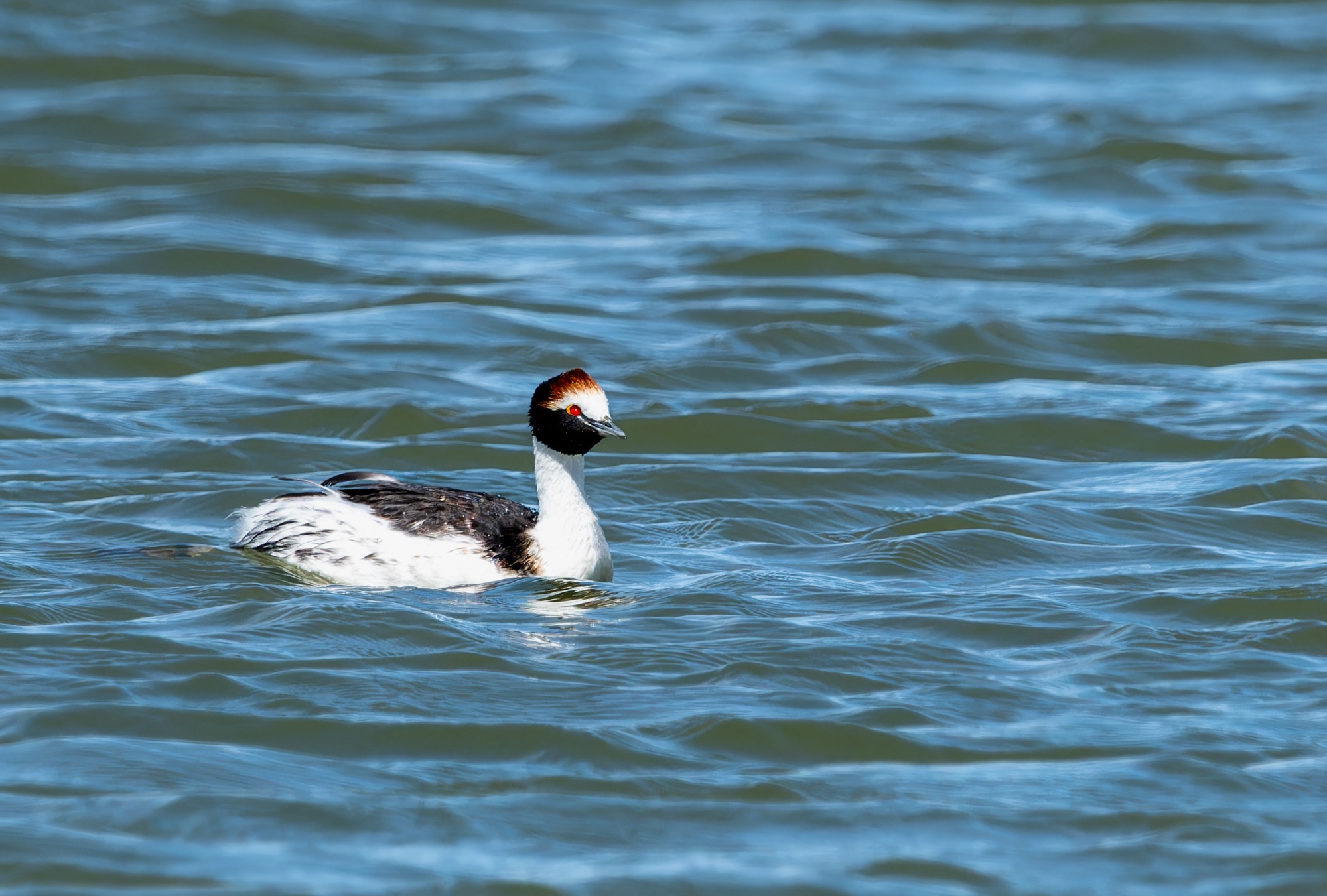 Hooded grebe