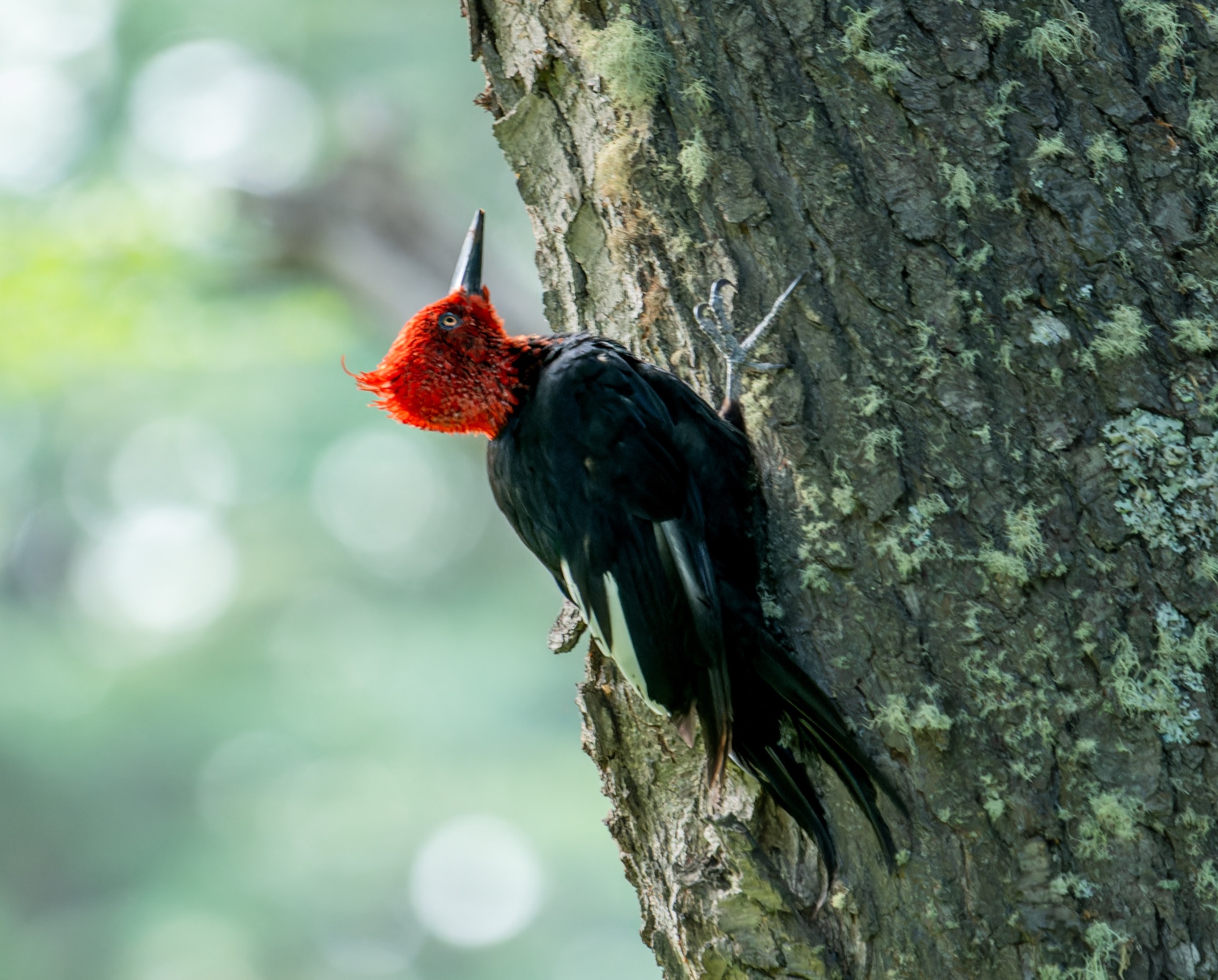 Magellanic Woodpecker