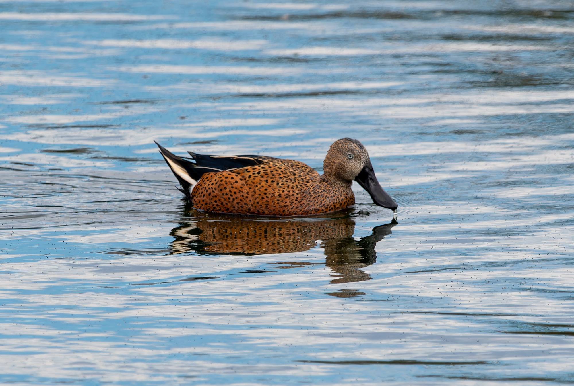 red shoveler