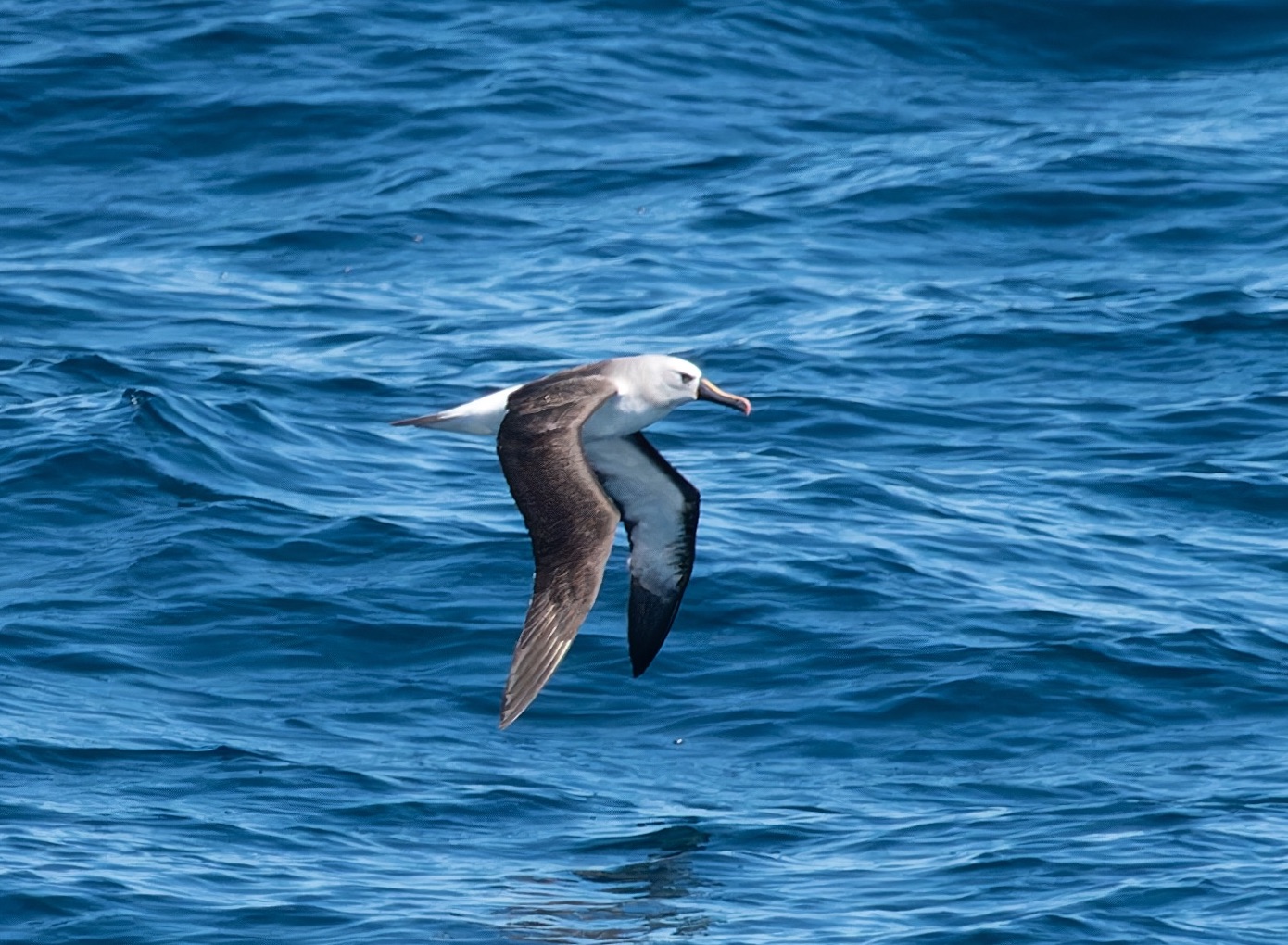 Atlantic yellow-nosed Albatross