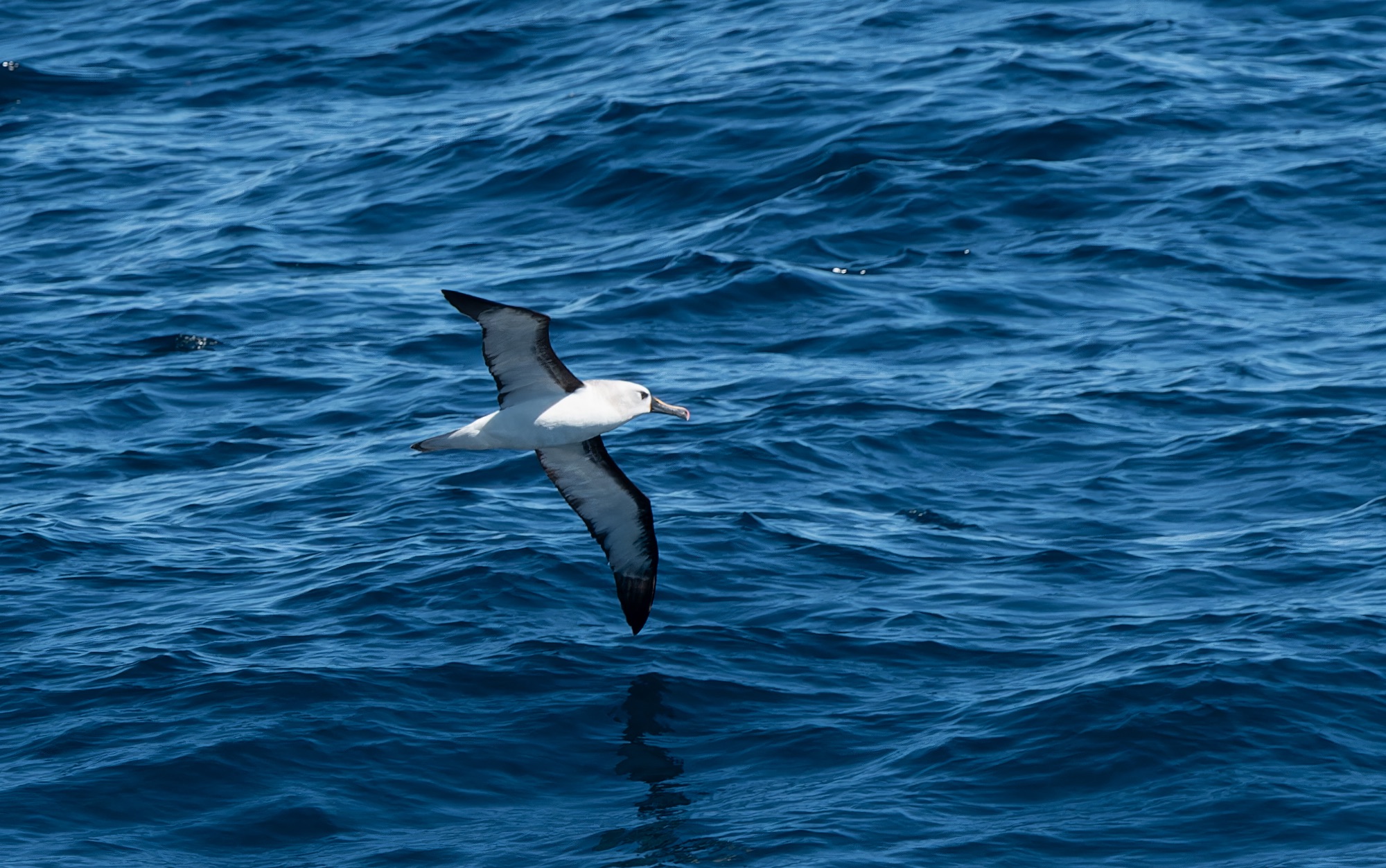 Atlantic Yellow-nosed Albatross