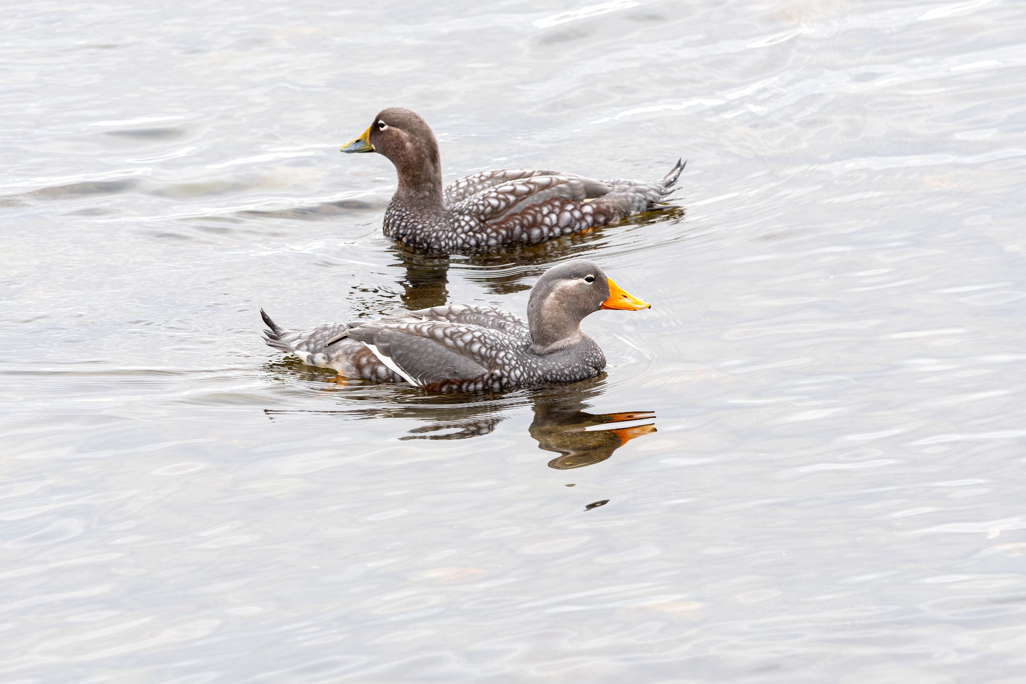 Flying Steamer-Ducks
