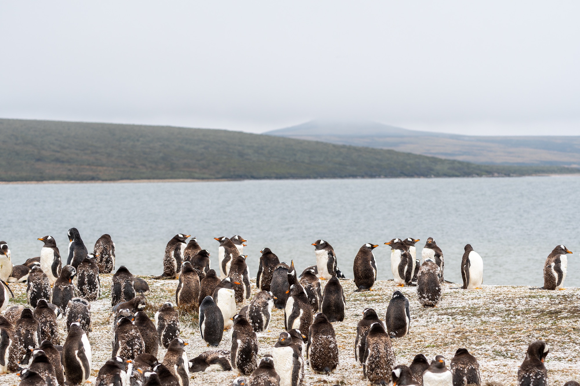 Gentoo Penguins