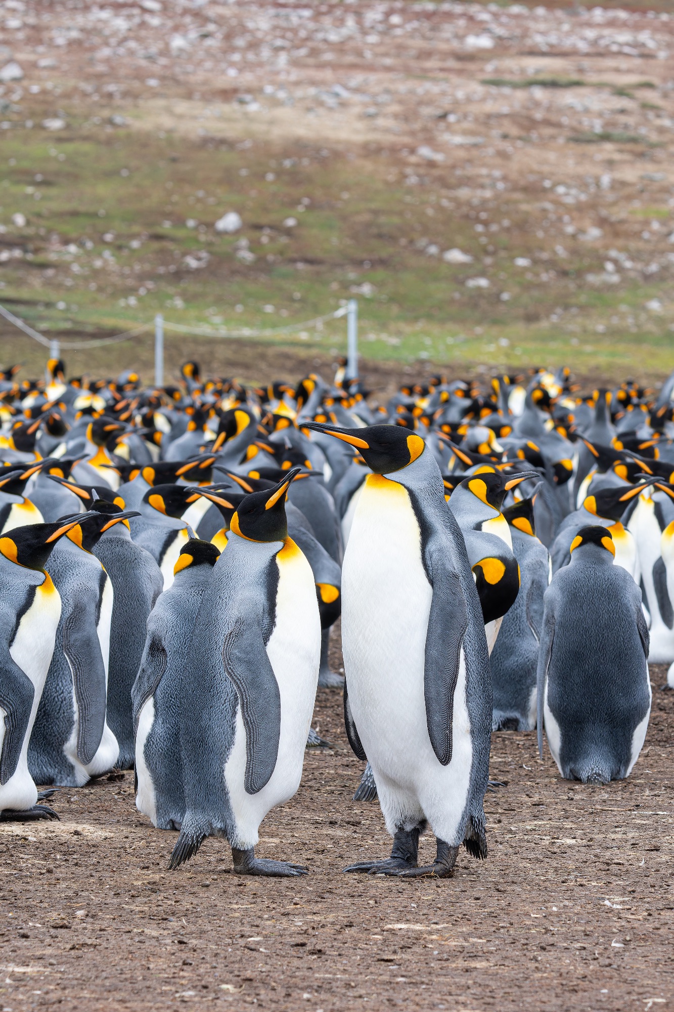 King Penguins