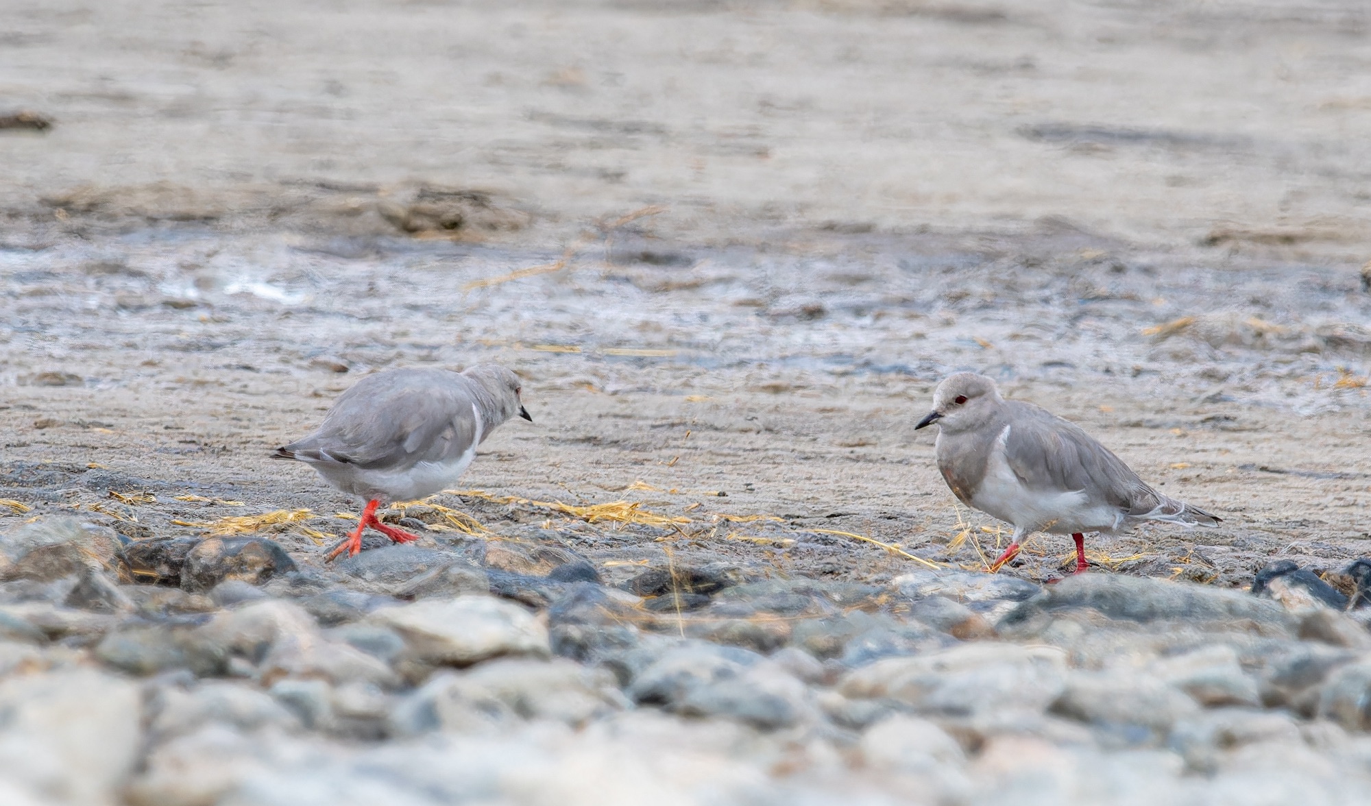 Magellanic Plover