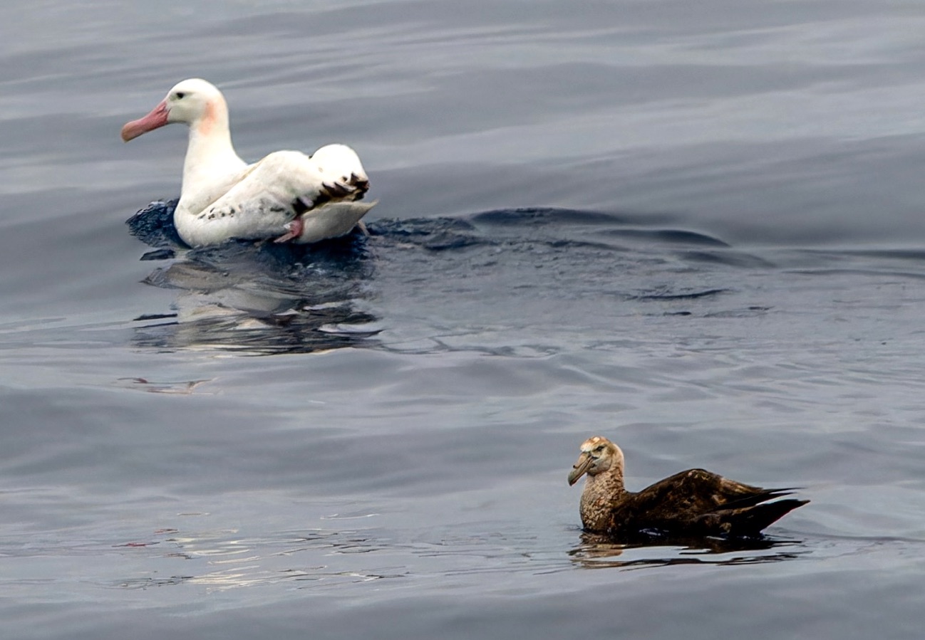 Snowy Albatross