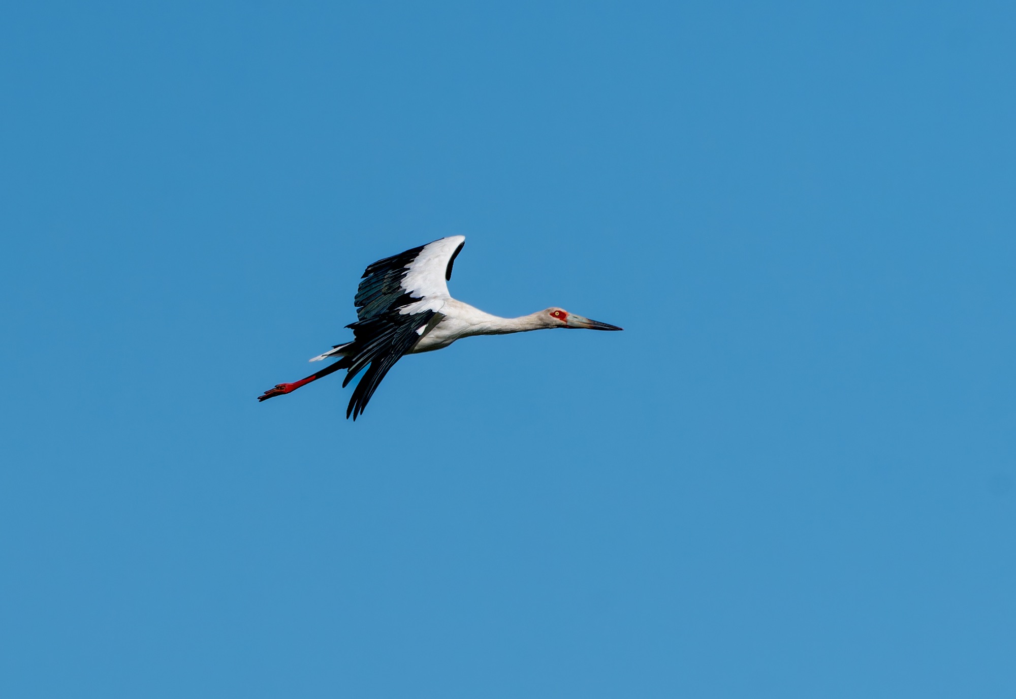 maguari stork