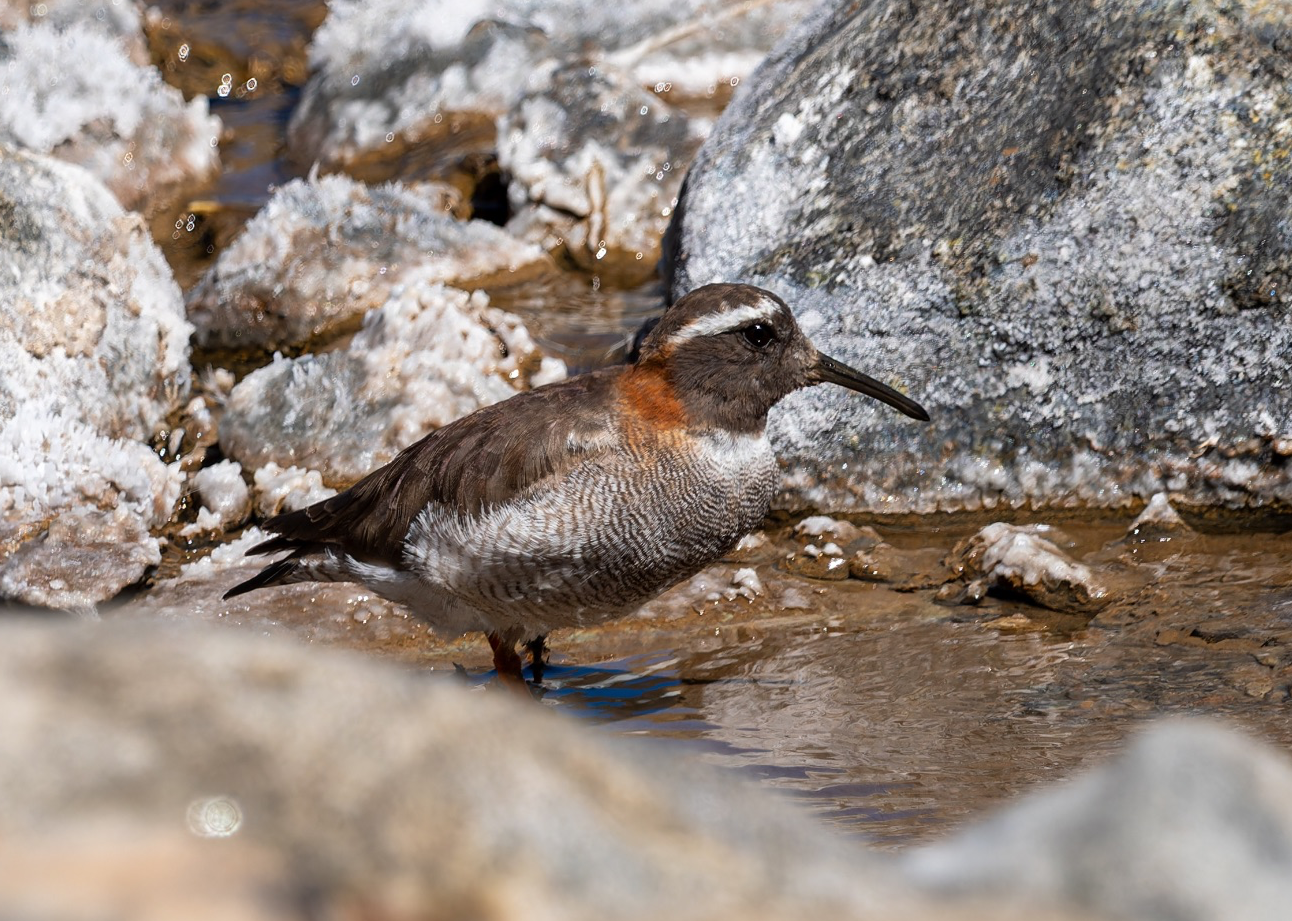 DIADEMED SANDPIPER PLOVER