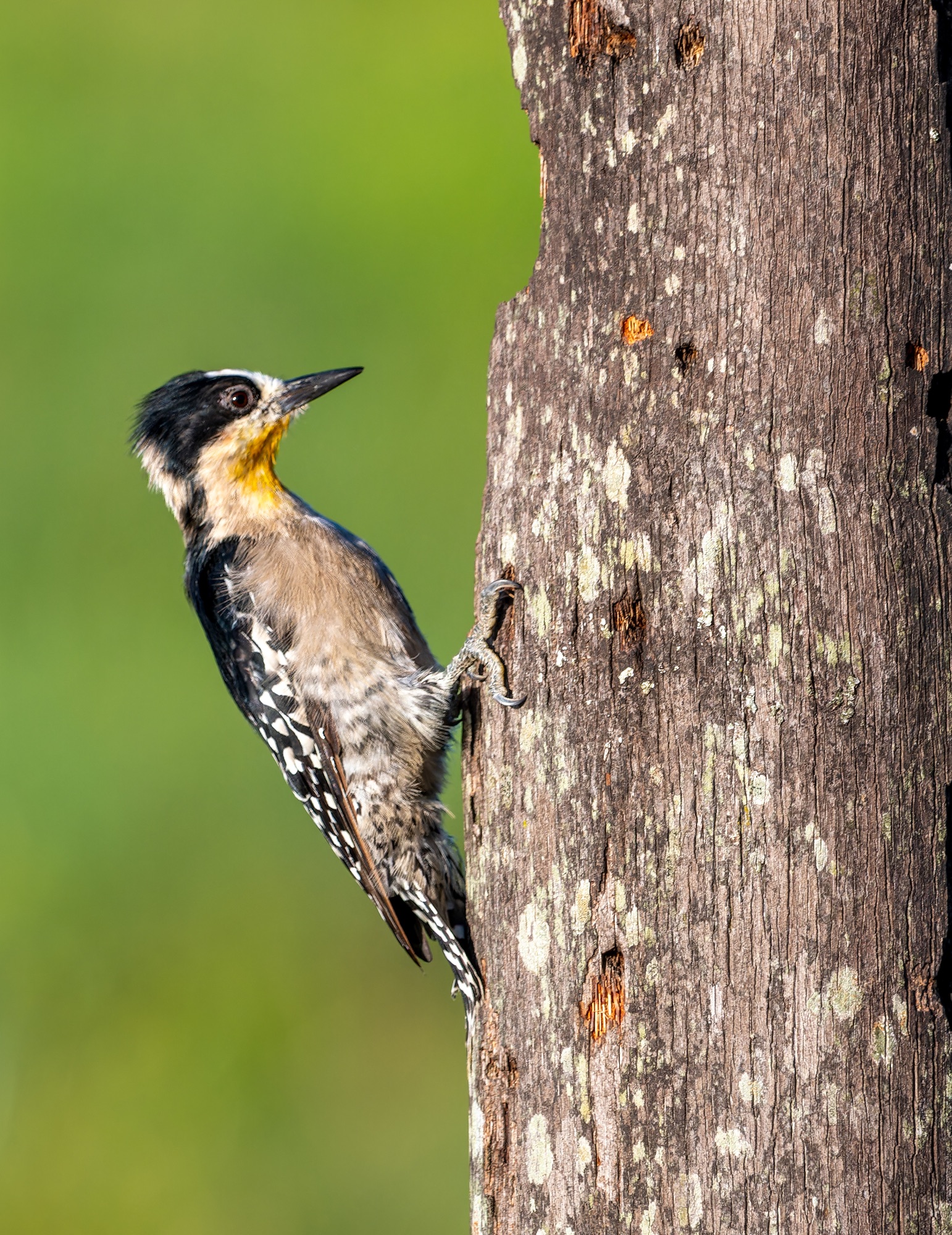 white-fronted woodpecker