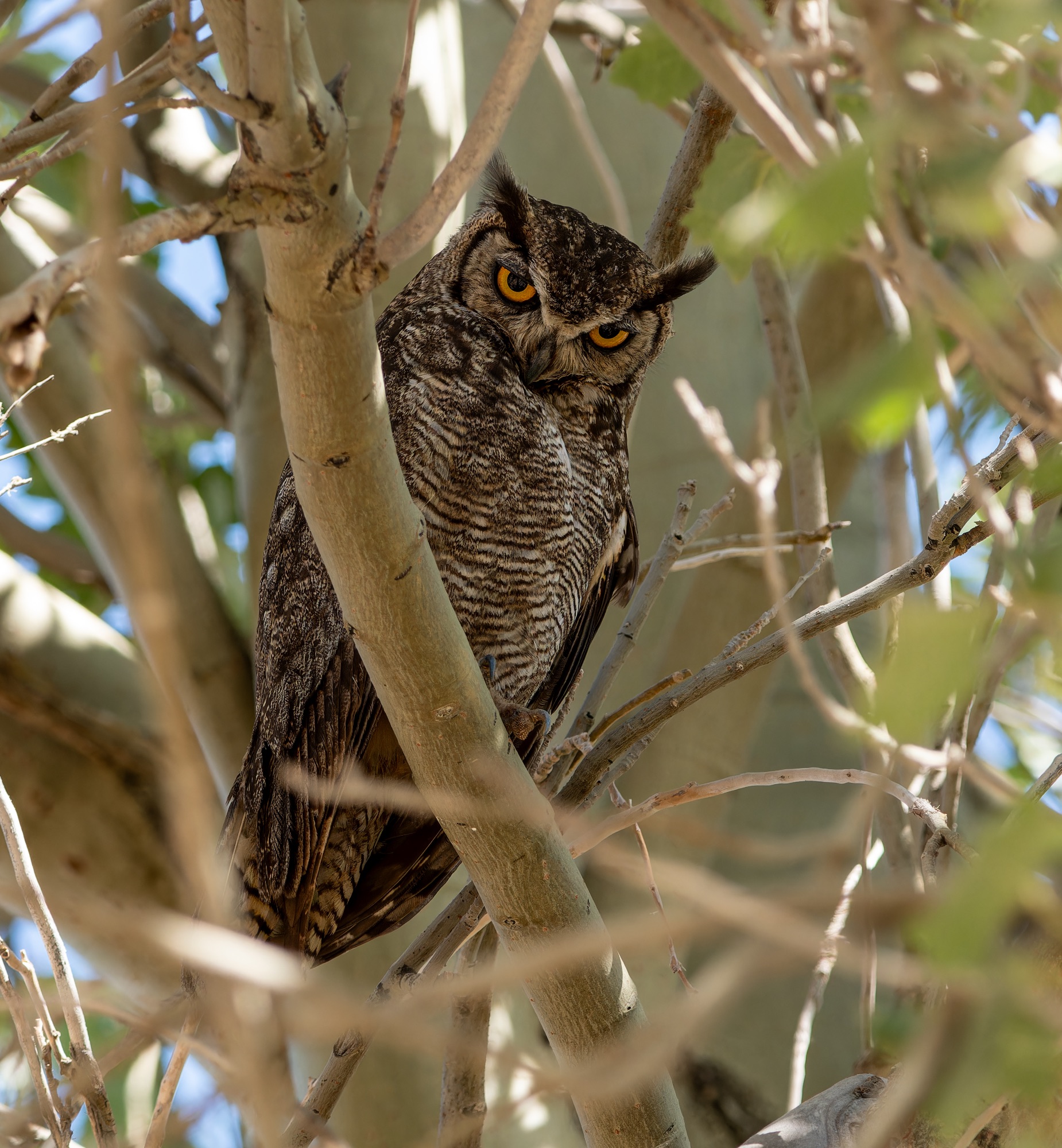 LESSER HORNED OWL