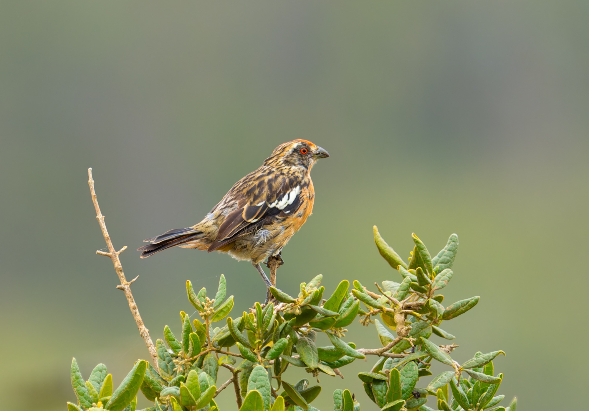 Rufous-tailed Plantcutter