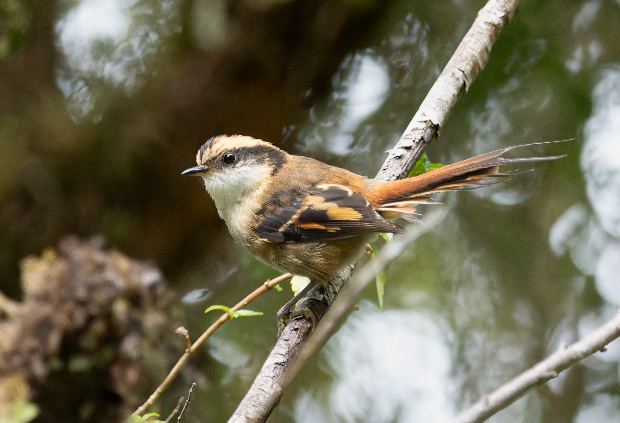 Thorn-tailed Rayadito