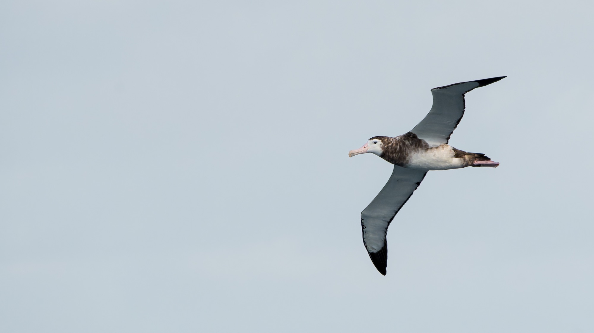 Antipodean Wandering Albatross