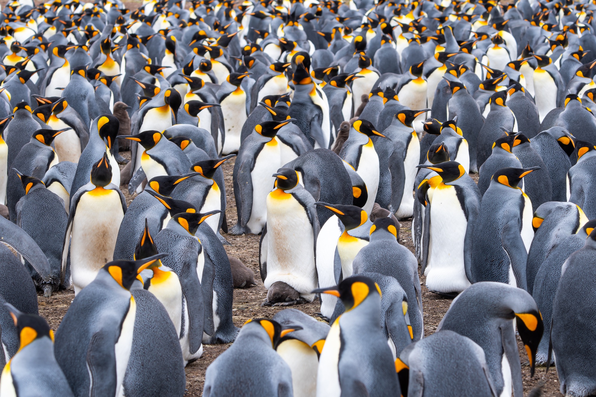                                King Penguins - Volunteer Point, Falkland Islands