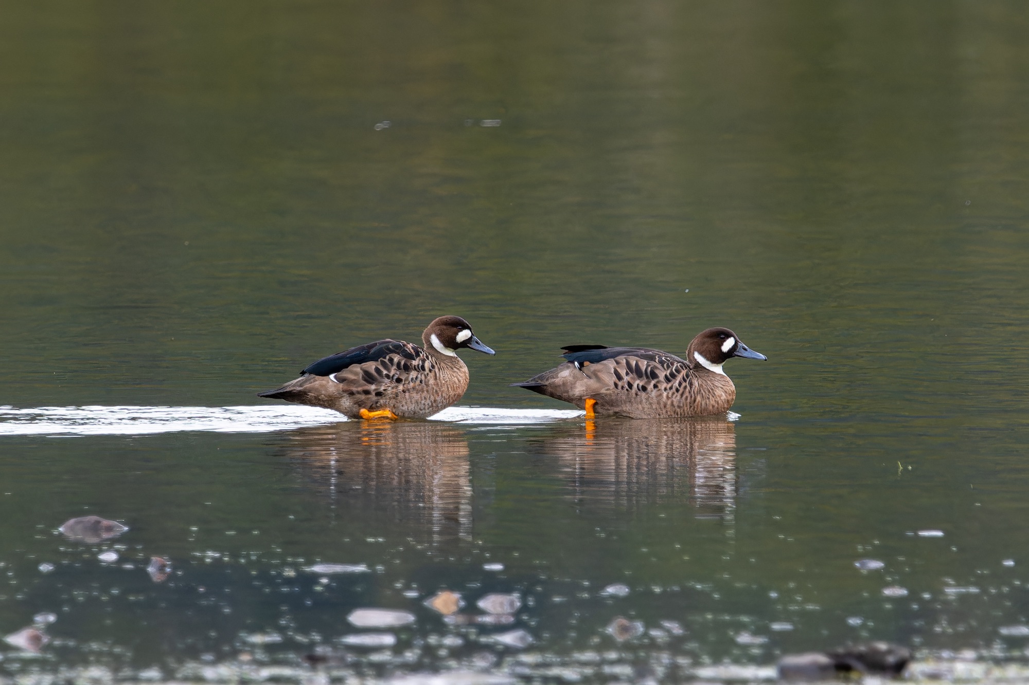 Spectacled Duck - Tierra del Fuego National Park