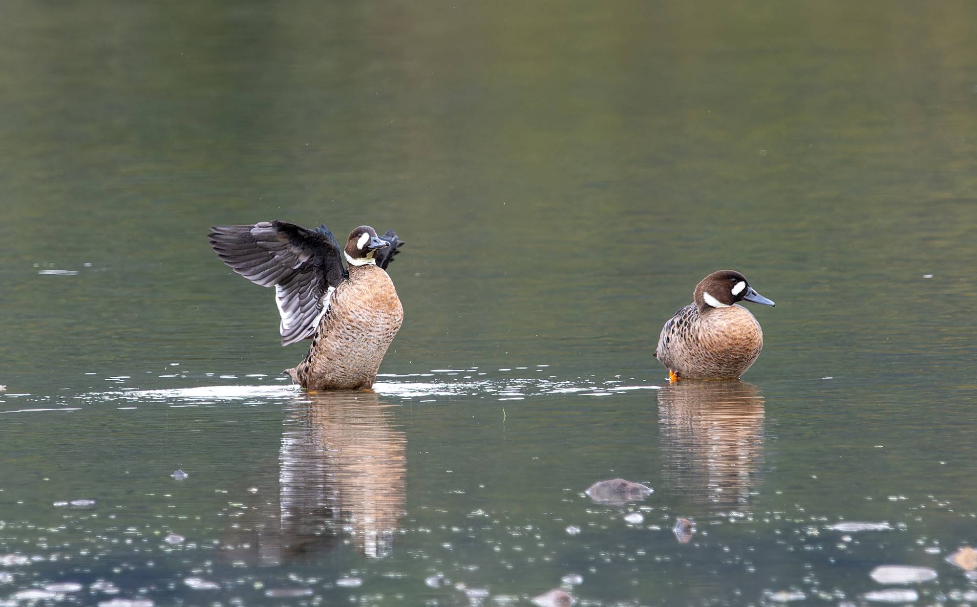 Spectacled Ducks