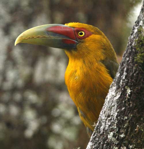 Exploring the Atlantic Forest near Ubatuba 