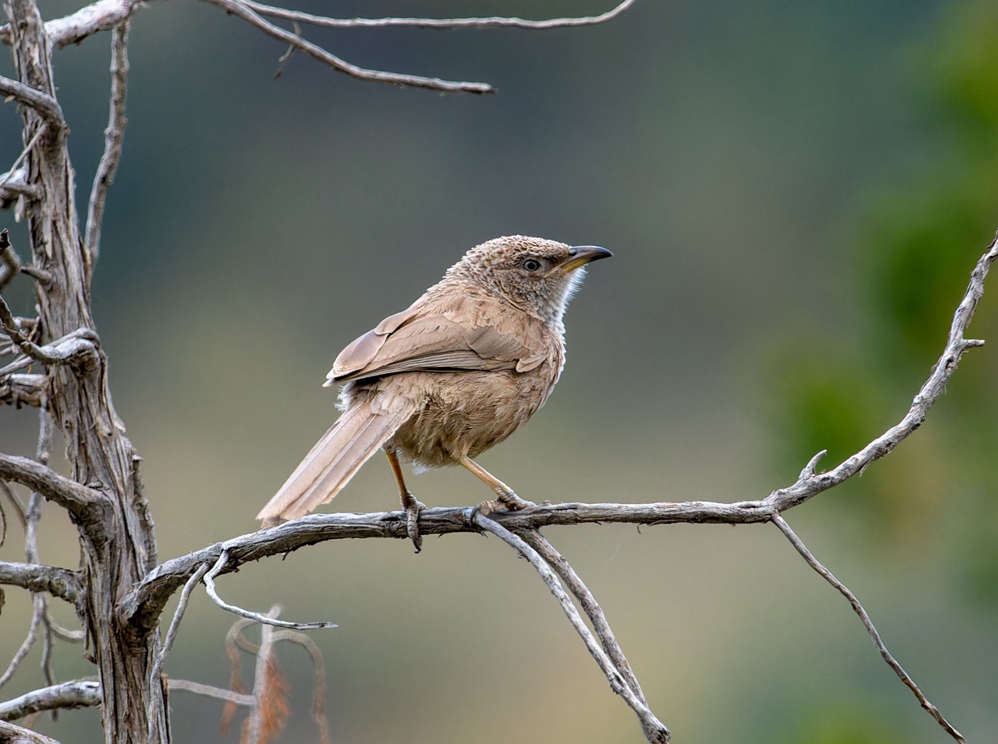 Arabian Babbler