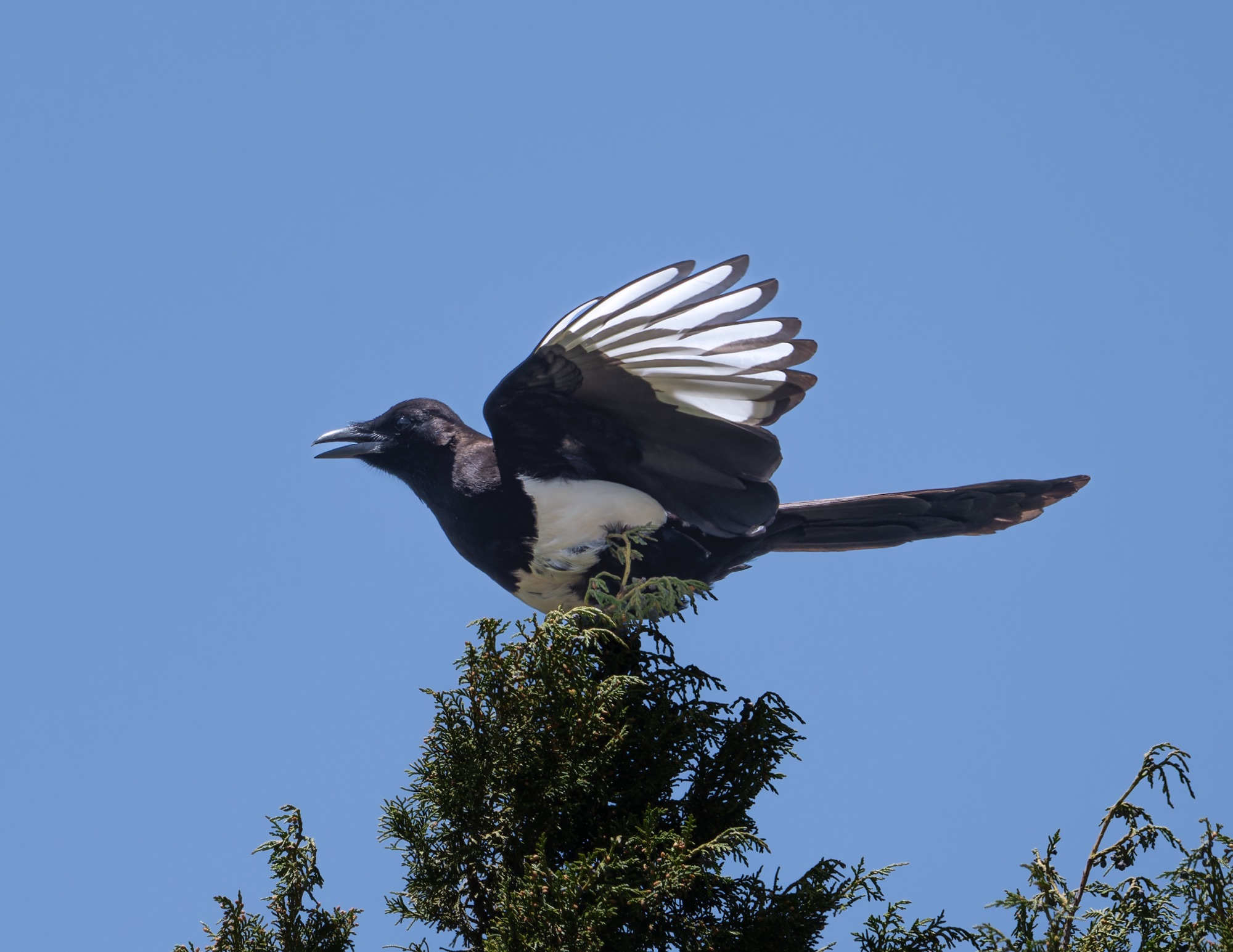 asir magpie